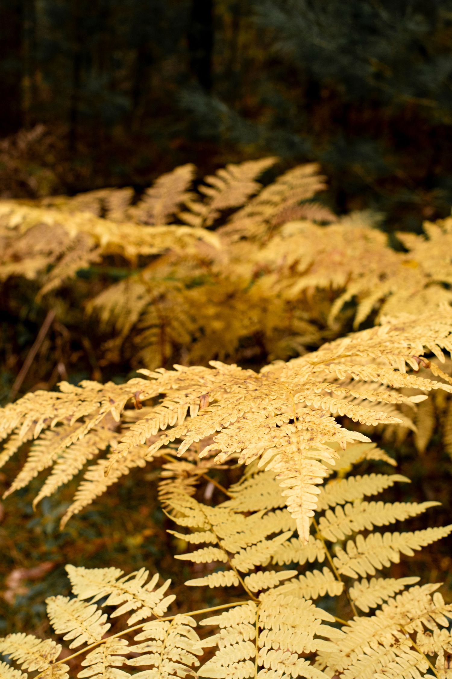 Golden ferns catch sunlight in a forest setting creating a delicate natural pattern.