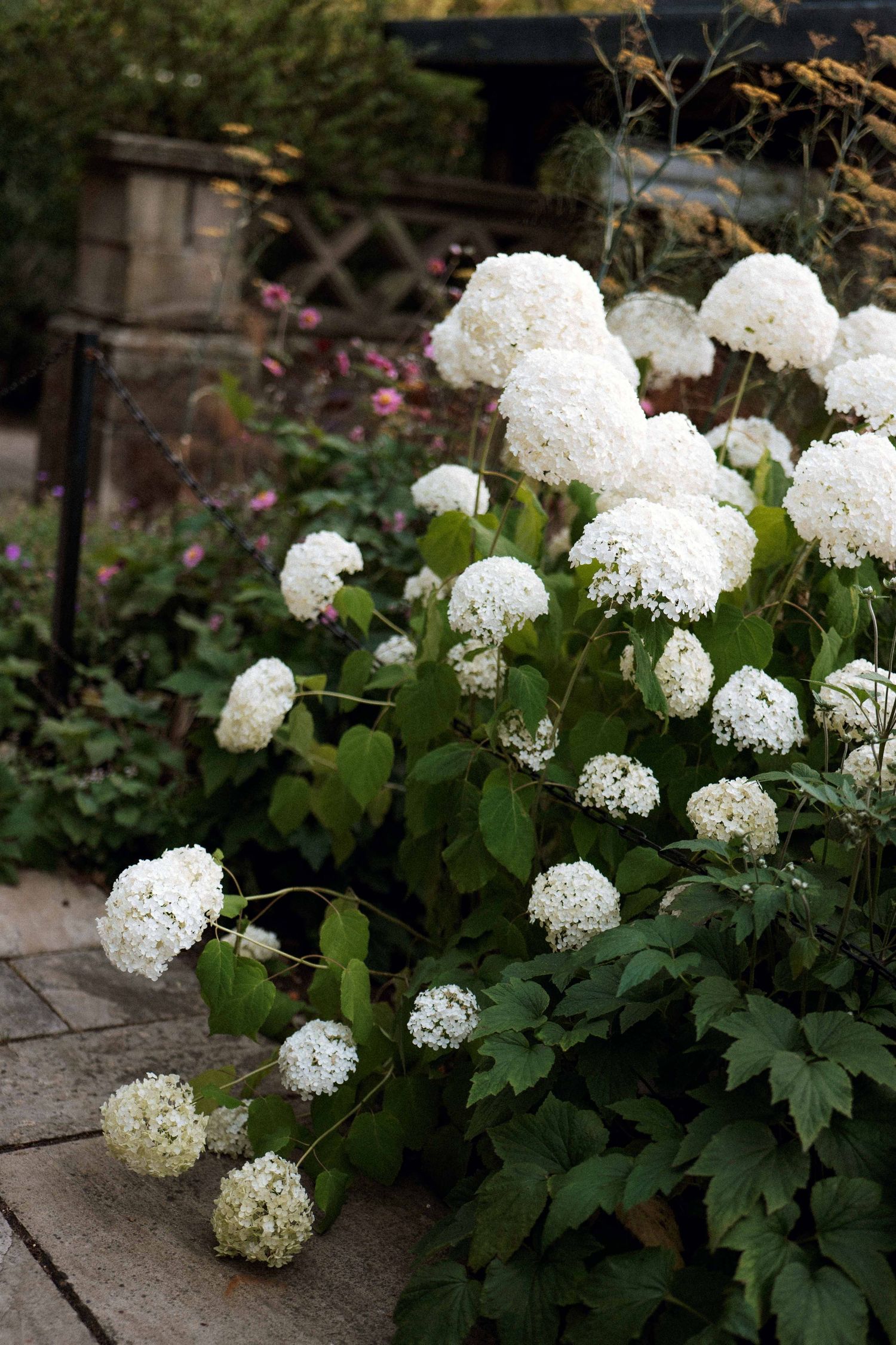 White hydrangea flowers blooming along stone garden steps with lush green foliage in a shaded garden setting.