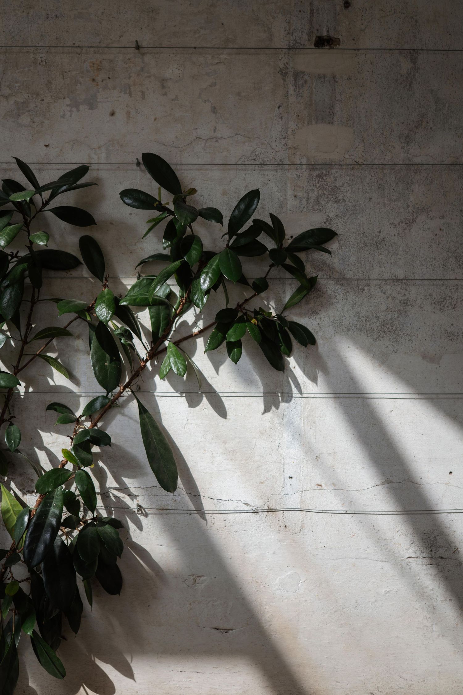 Green rubber plant against textured concrete wall with dramatic sunlight shadows creating geometric patterns.