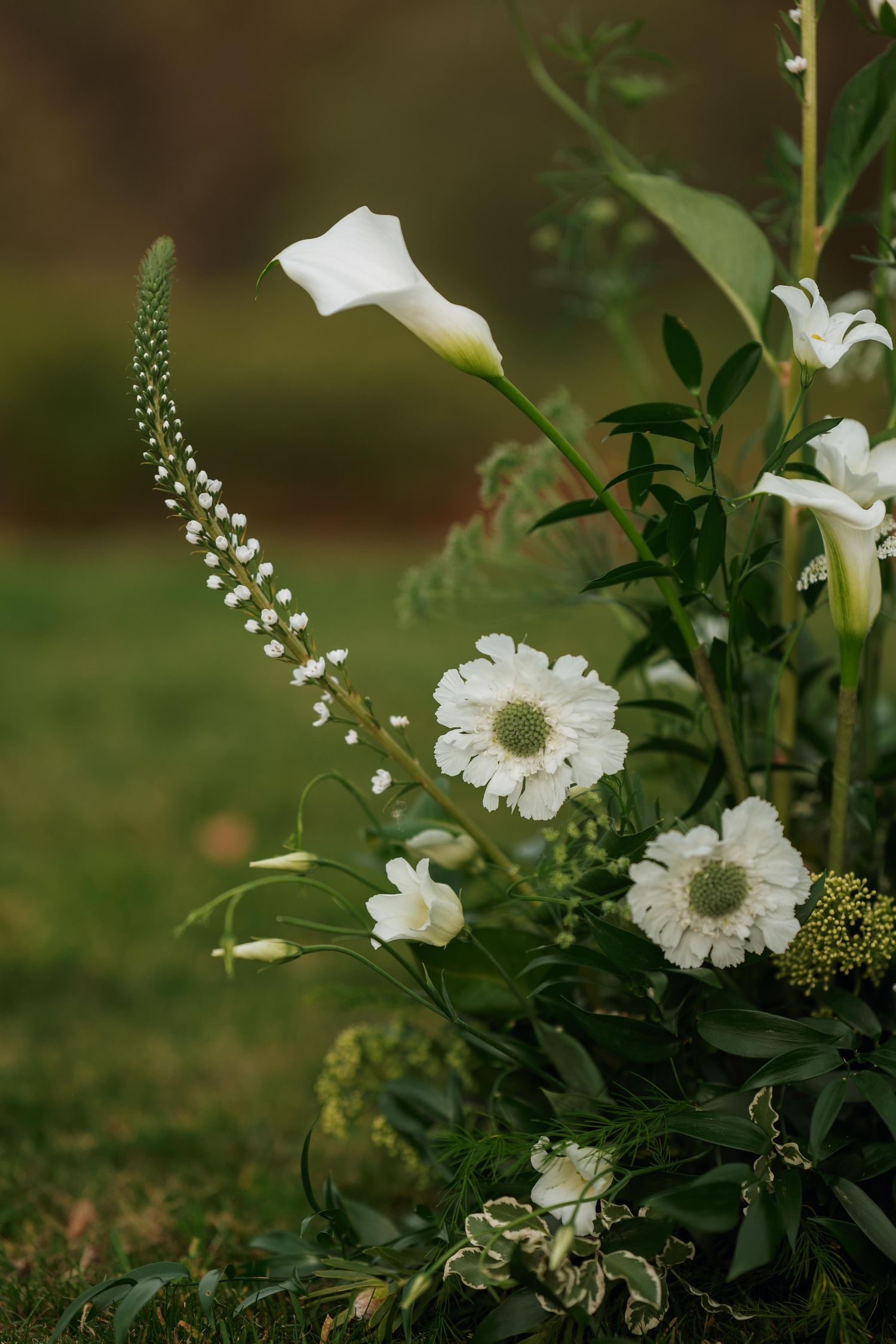 White scabiosa flowers with delicate petals bloom against a soft green garden background.