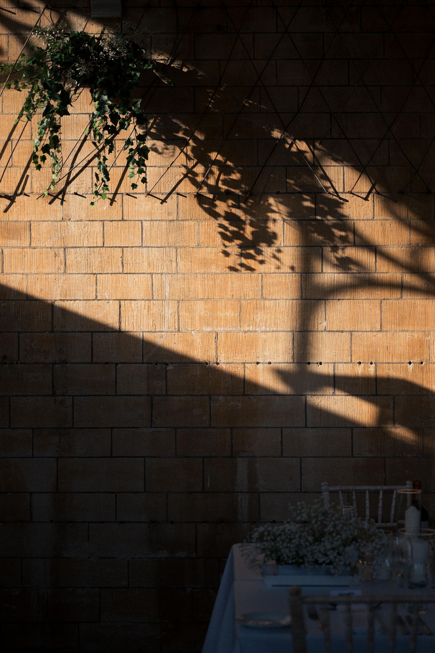 Shadows from tree branches cast dramatic patterns on a beige brick wall in late afternoon sunlight.