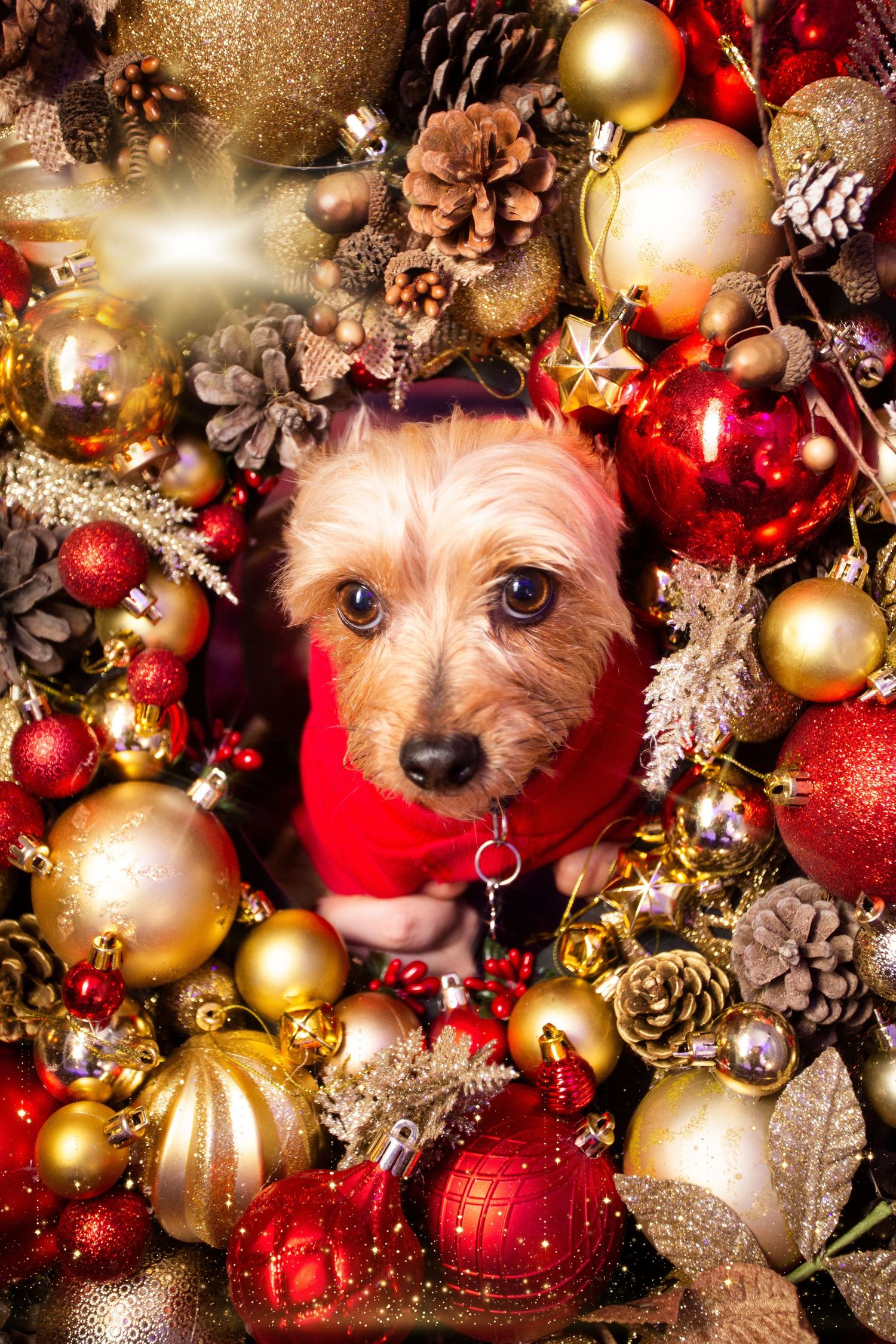 A small Yorkshire terrier dog peeks out from red and gold Christmas ornaments and decorations on a festive holiday display.