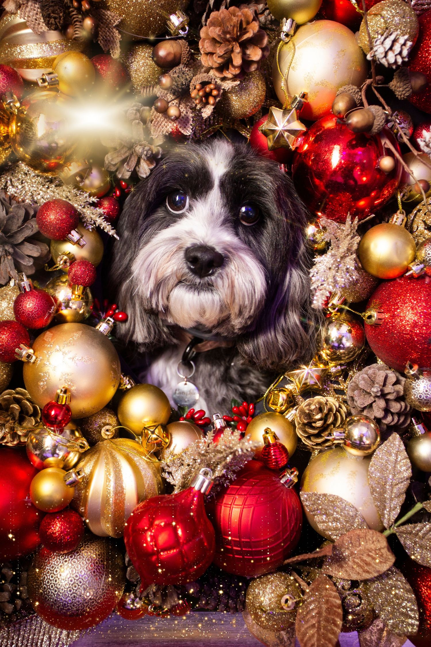 A small black and white dog poses among festive red and gold Christmas ornaments and decorations.