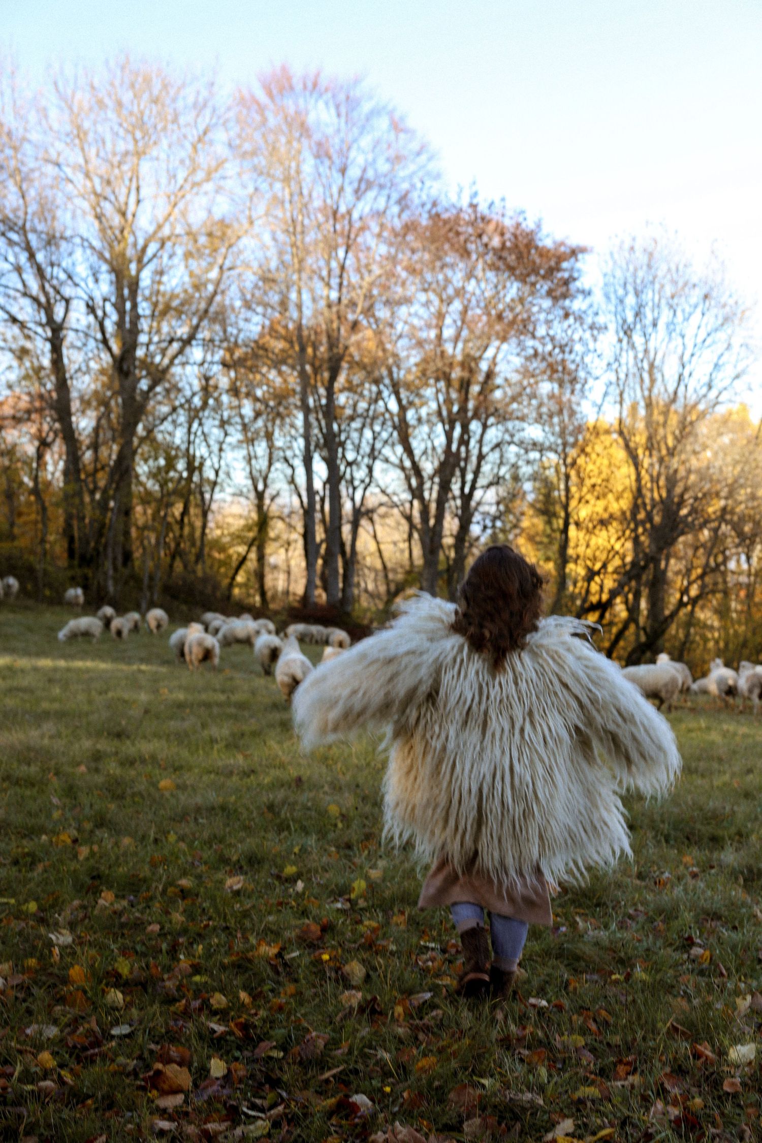 Child in fluffy white fur coat running toward a flock of sheep grazing in an autumn meadow at golden hour.
