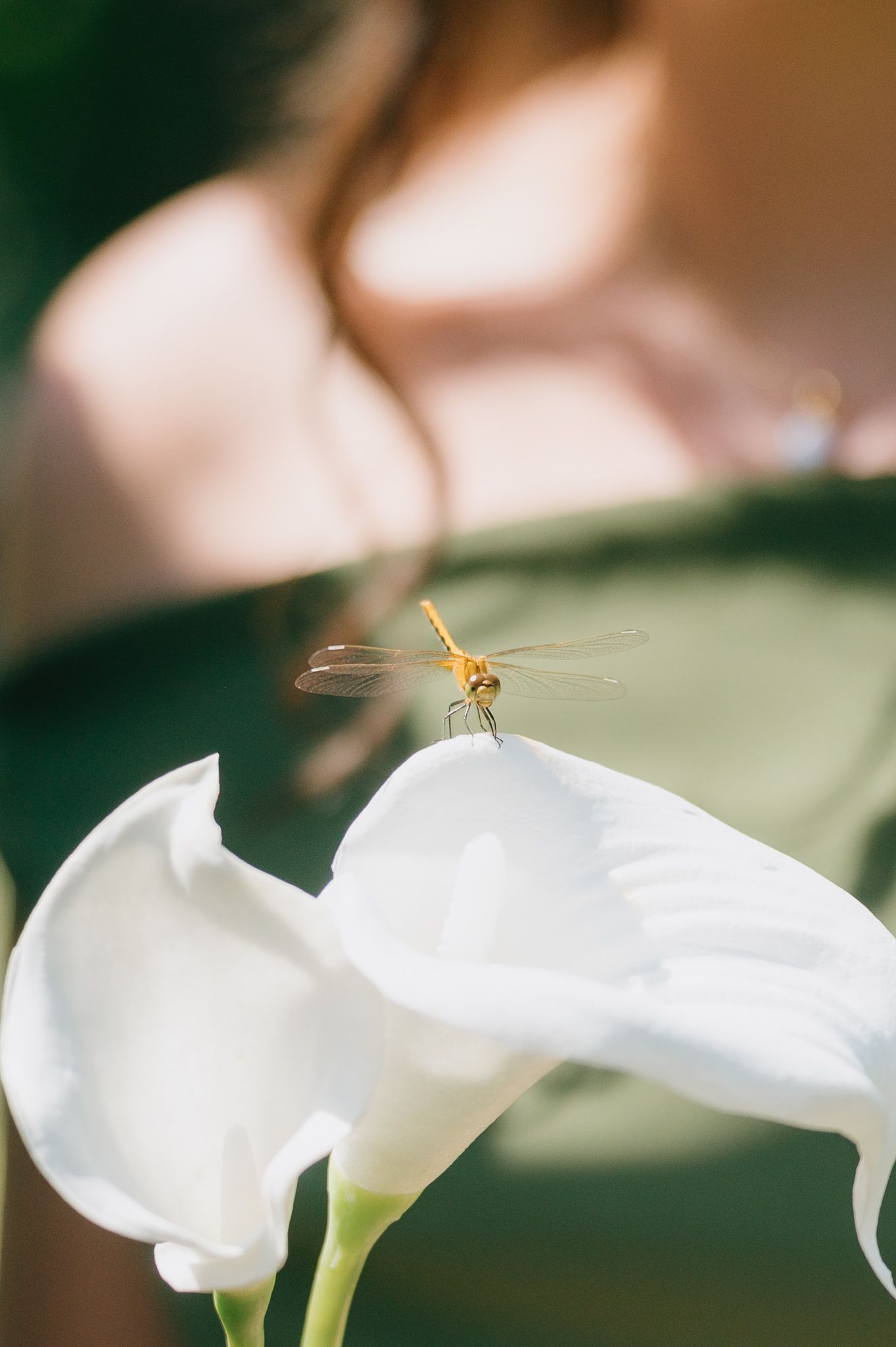 A golden dragonfly rests on a white calla lily petal with a softly blurred woman in the background.