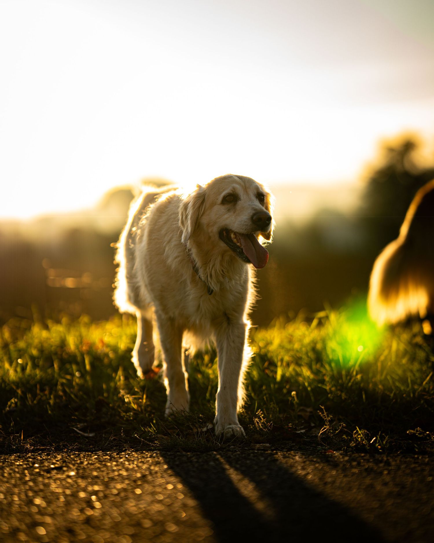 Séance photo de chien golden retriever en extérieur, approche naturelle