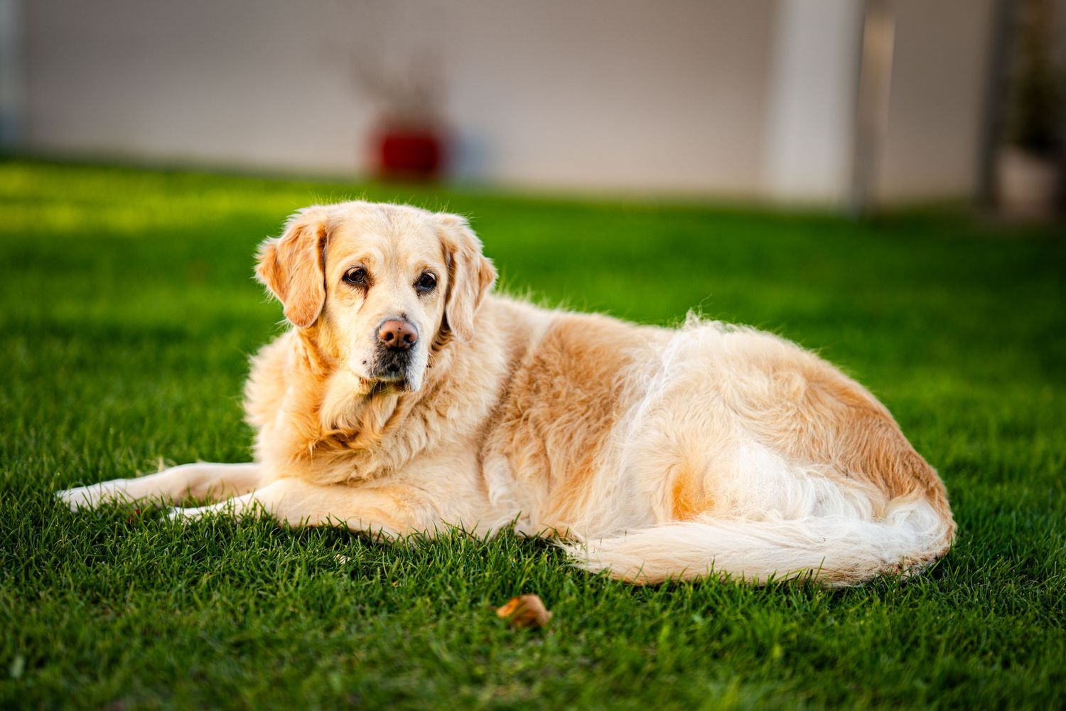 Photographie d’un chien golden retriever réalisée dans un parc des Yvelines