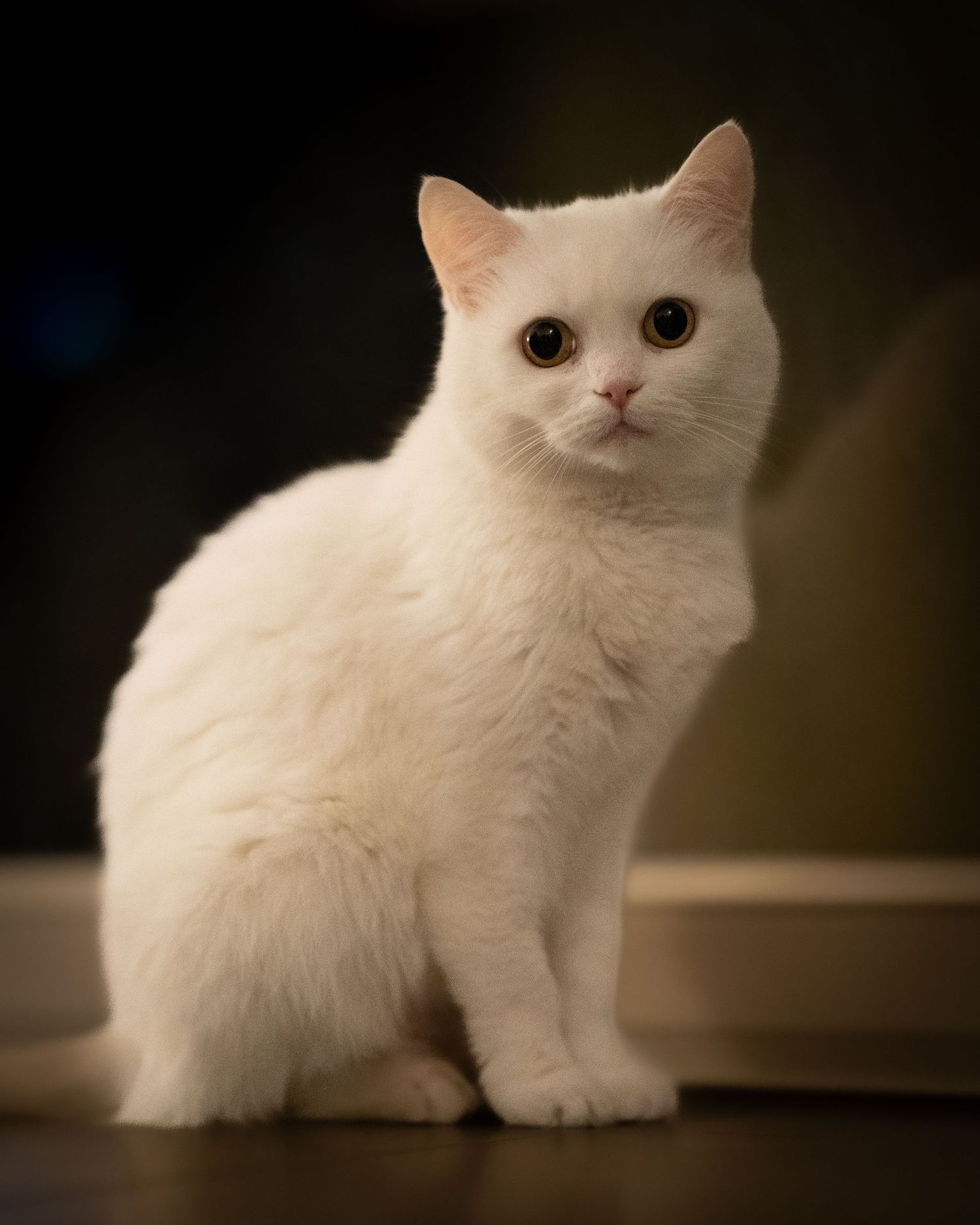 Photographe animalier dans les Yvelines, séance photo de chat