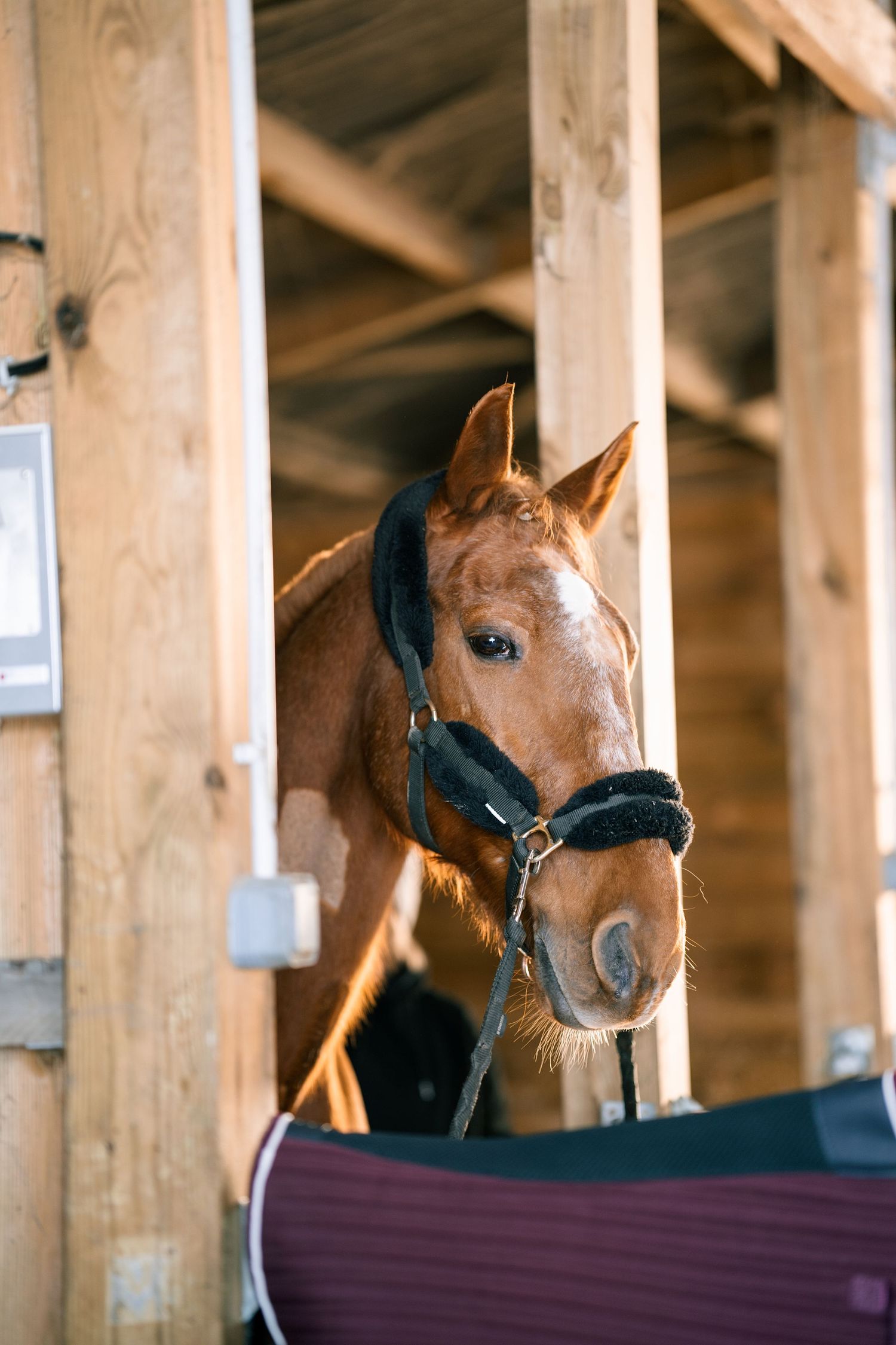 Photographie de portrait avec cheval prise en extérieur