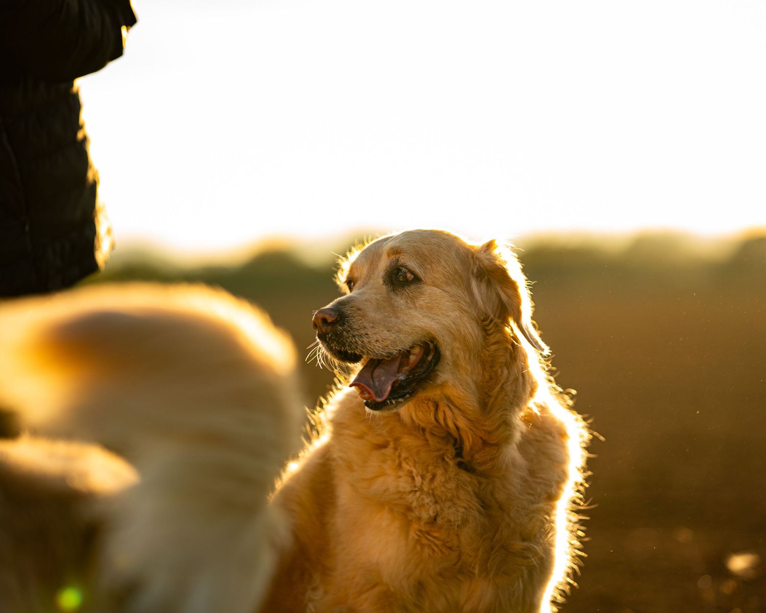 Shooting photo animalier d’un golden retriever sur herbe en extérieur
