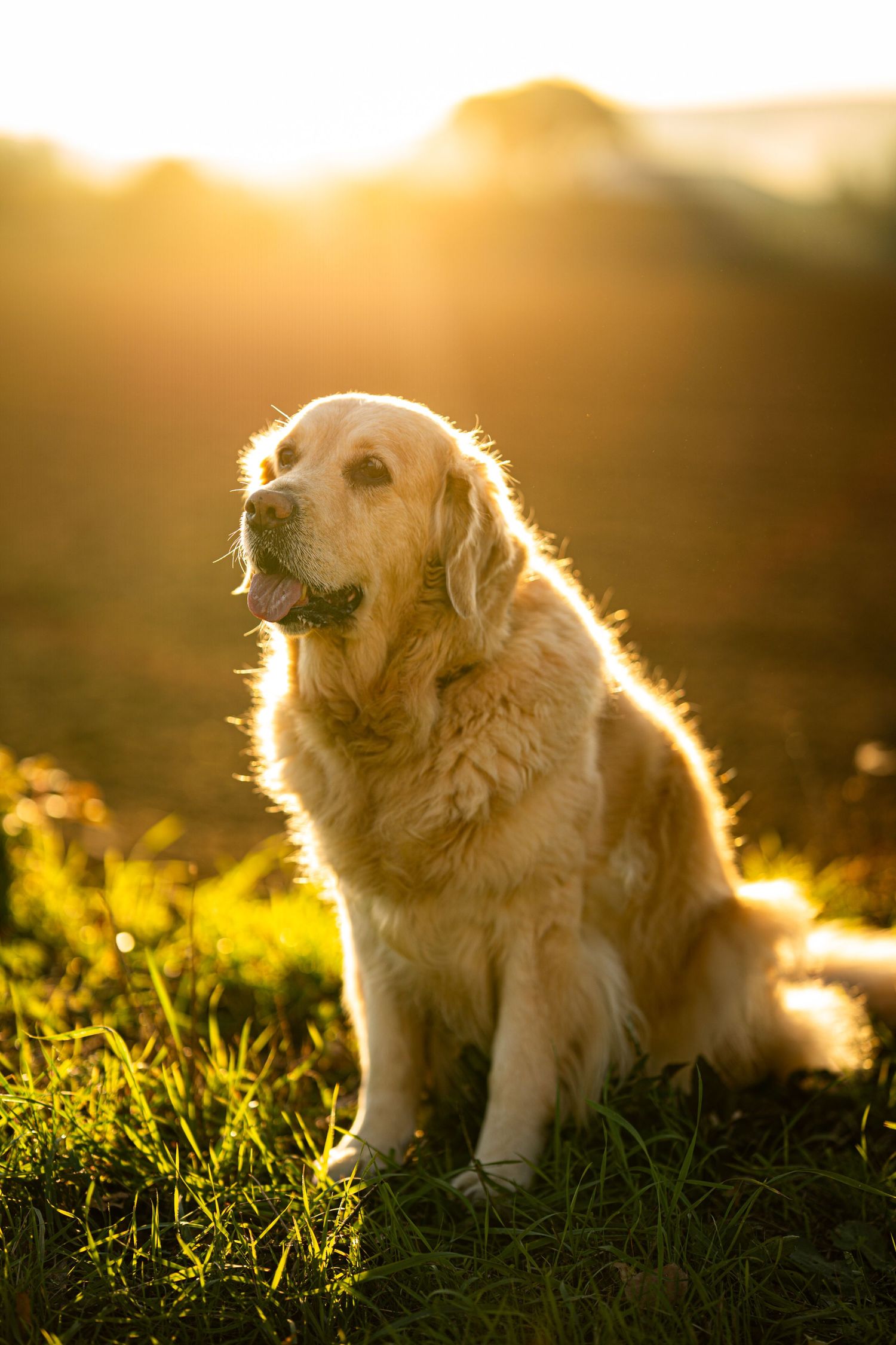 Portrait de chien golden retriever en lumière naturelle dans les Yvelines