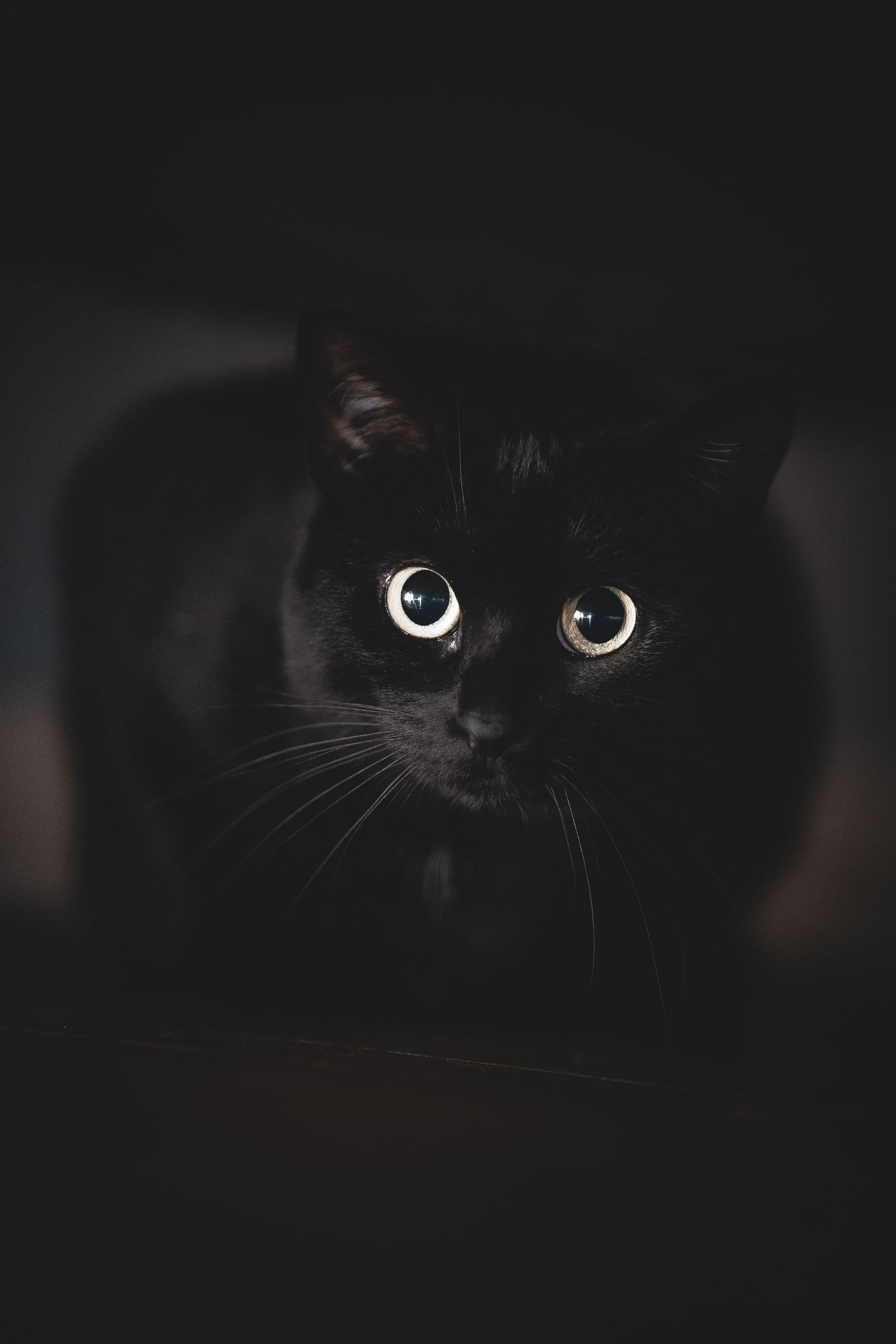 Shooting photo d’un chat domestique dans les Yvelines