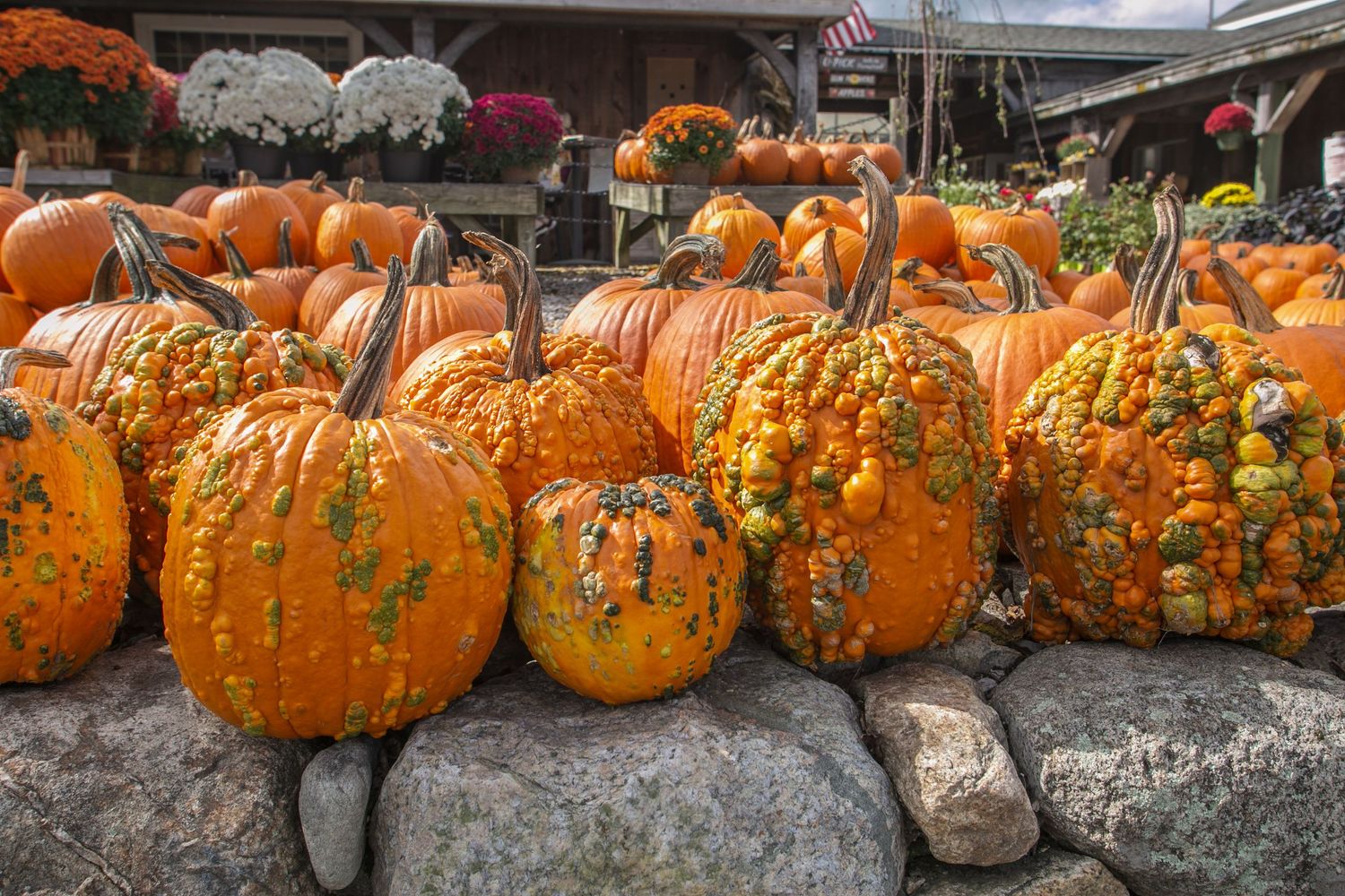 Large orange pumpkins line a rustic stone wall at an autumn harvest display.
