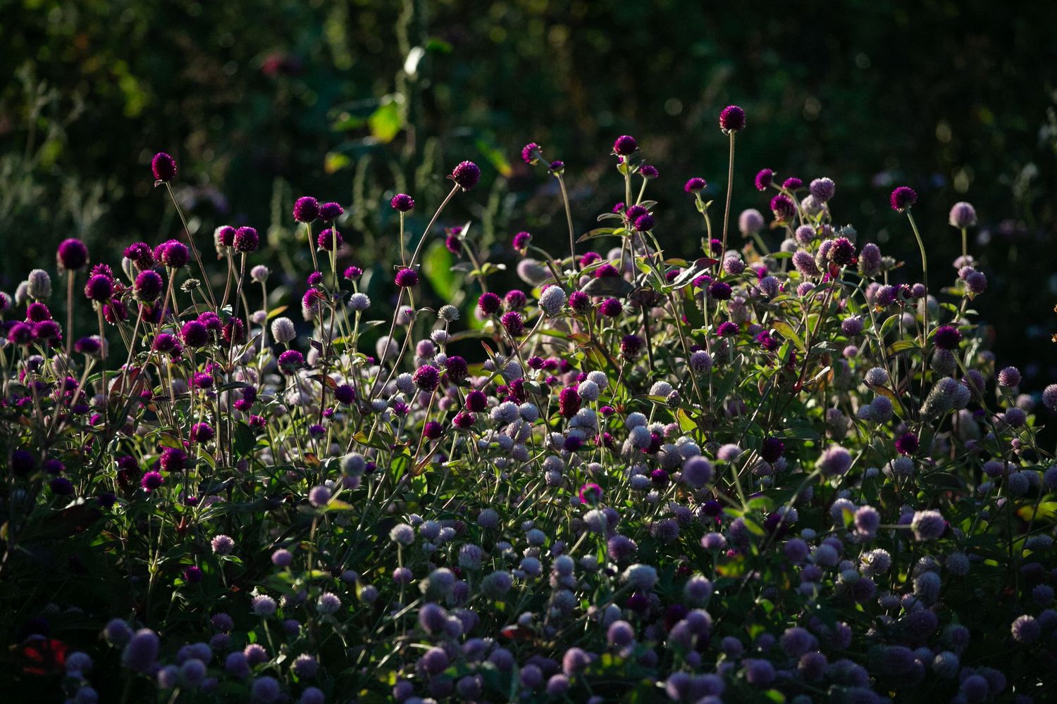 Purple wildflowers bloom in a garden backlit by soft evening sunlight creating a dreamy natural scene.