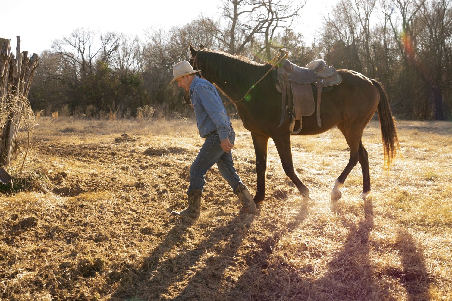 A group of horses and riders walk through a golden field at sunset creating long shadows in the warm light.