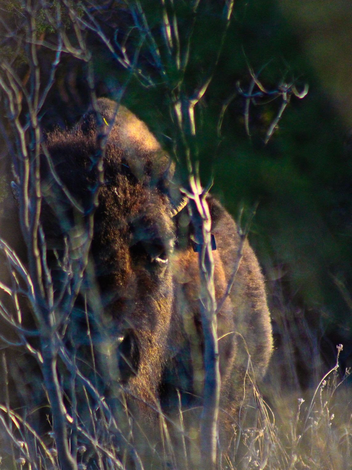 Wild boar or feral pig partially hidden in tall grass at dusk.