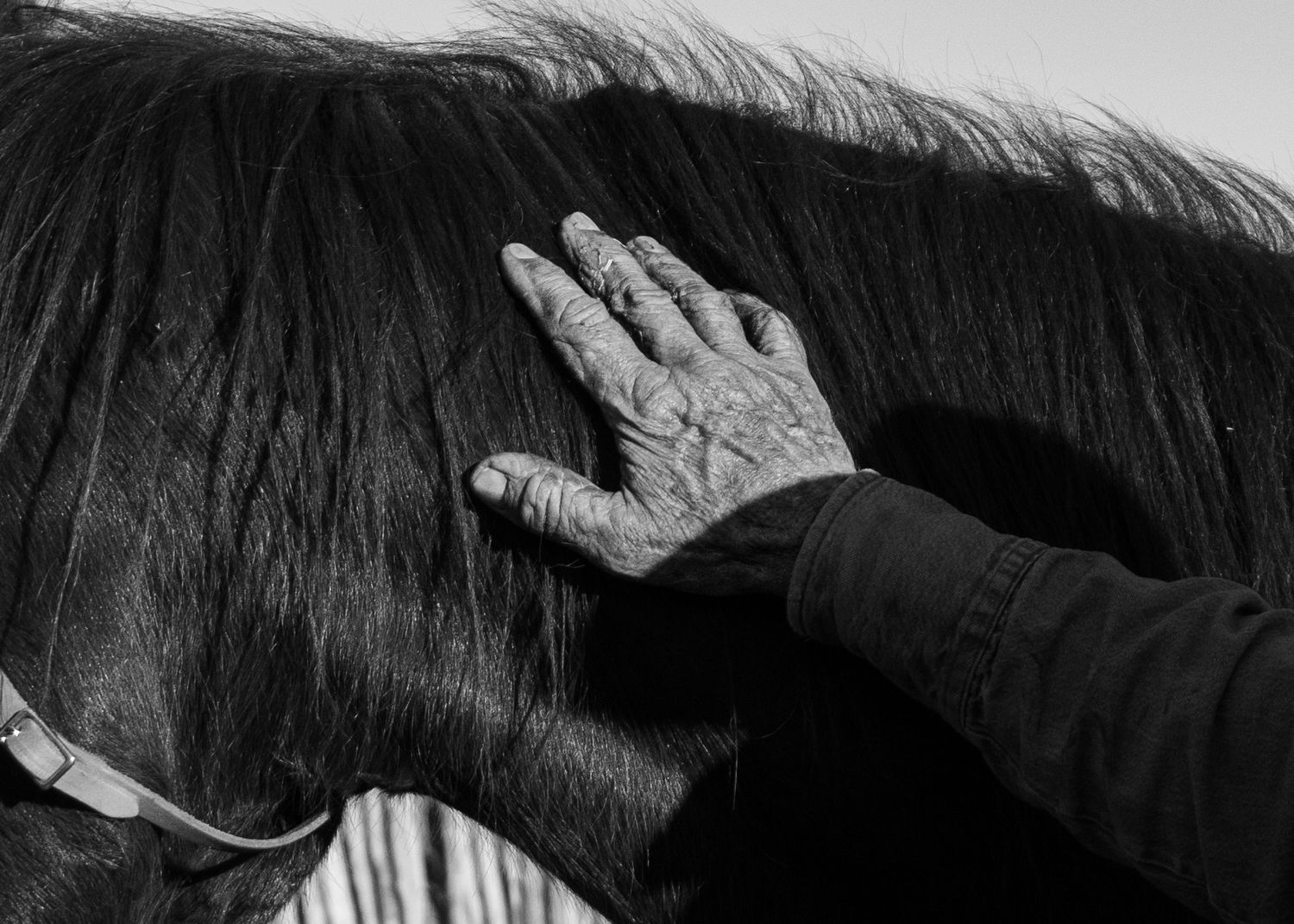 A hand gently touches the mane of a dark horse in a black and white photograph.