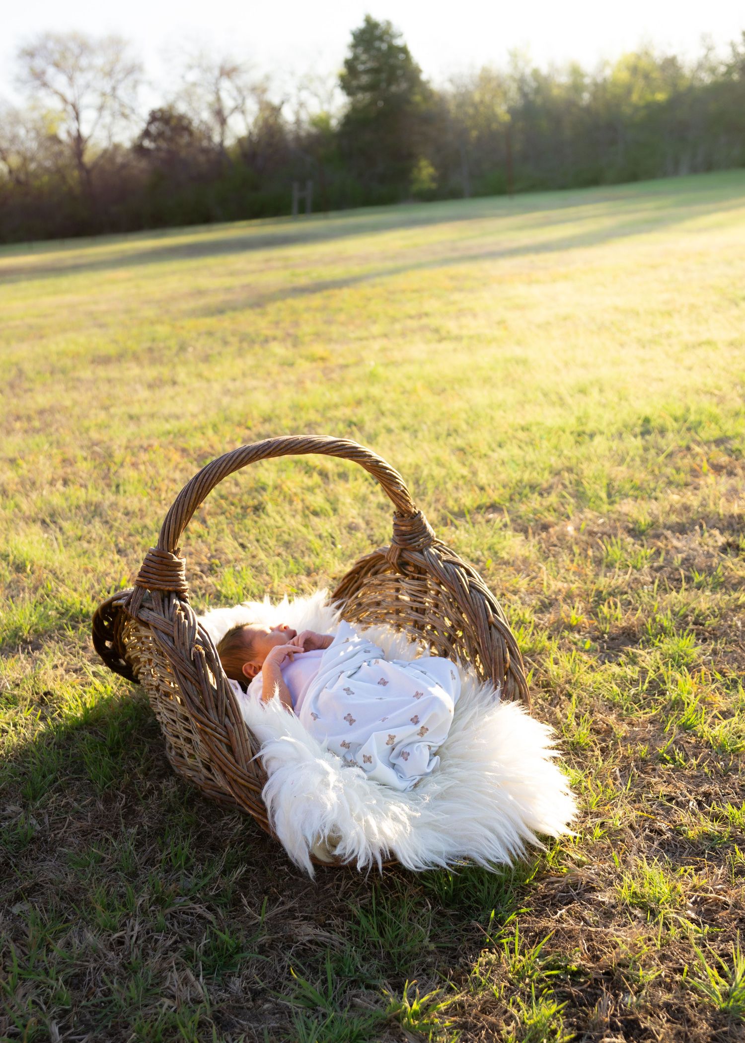 A white chicken with brown wings rests on a grassy field during golden hour sunset lighting.