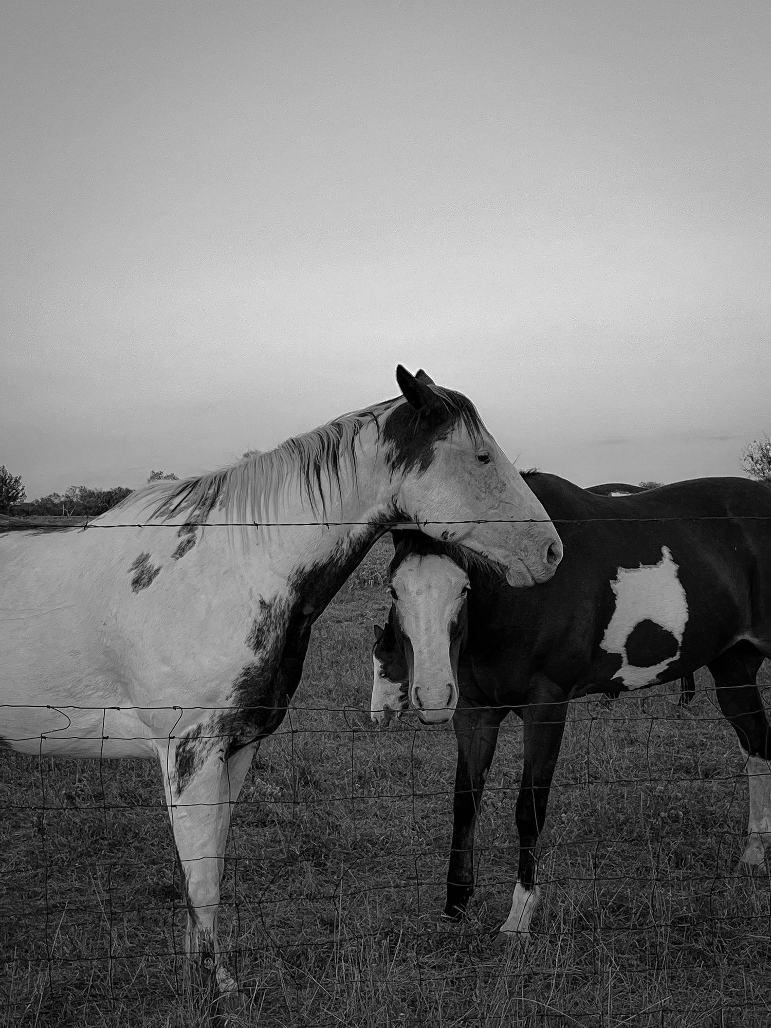Group of black and white horses standing together in a field at twilight.
