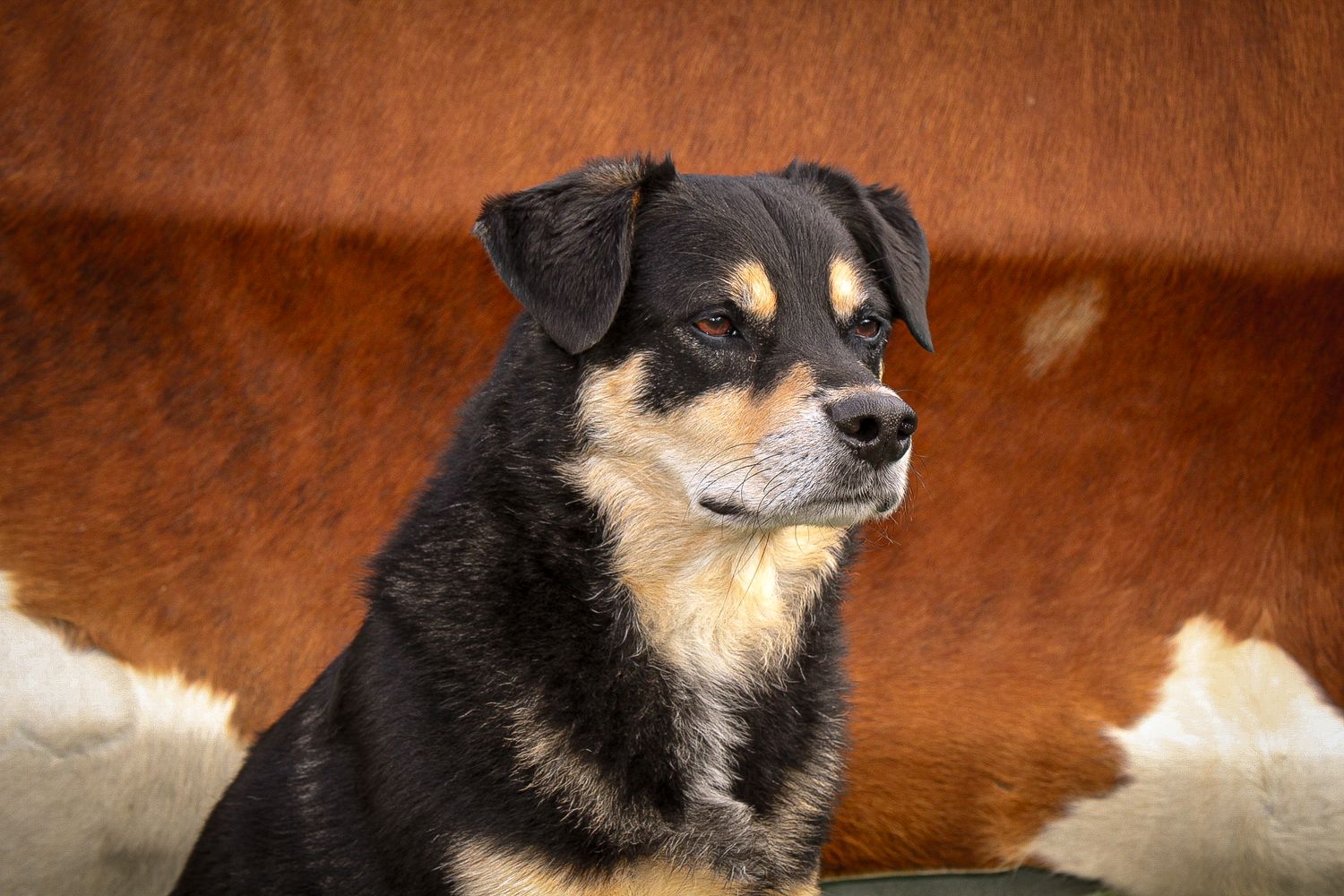 Portrait of alert black and tan mixed breed dog against brown background.