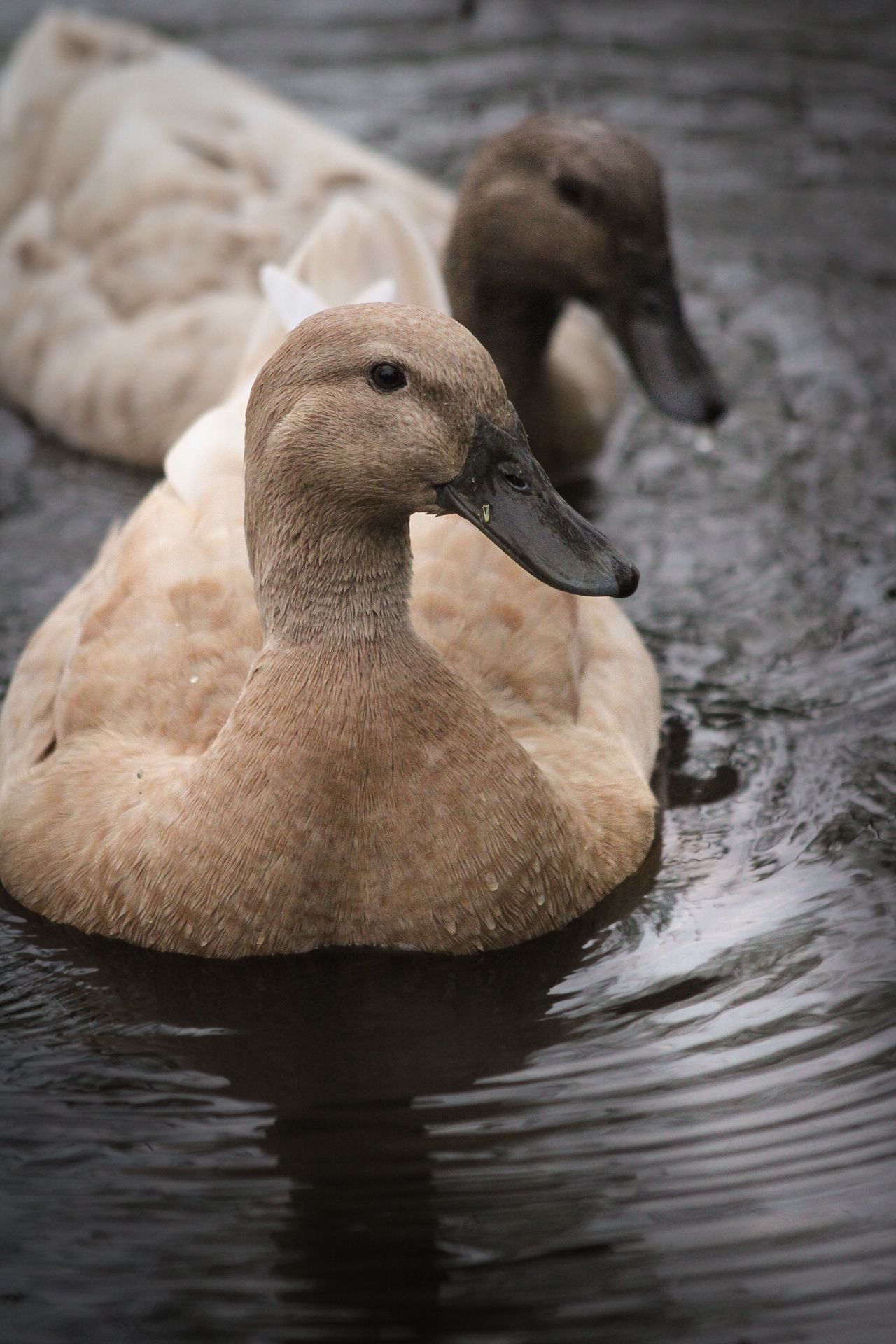 Close-up of a brown duck swimming in dark rippling water.