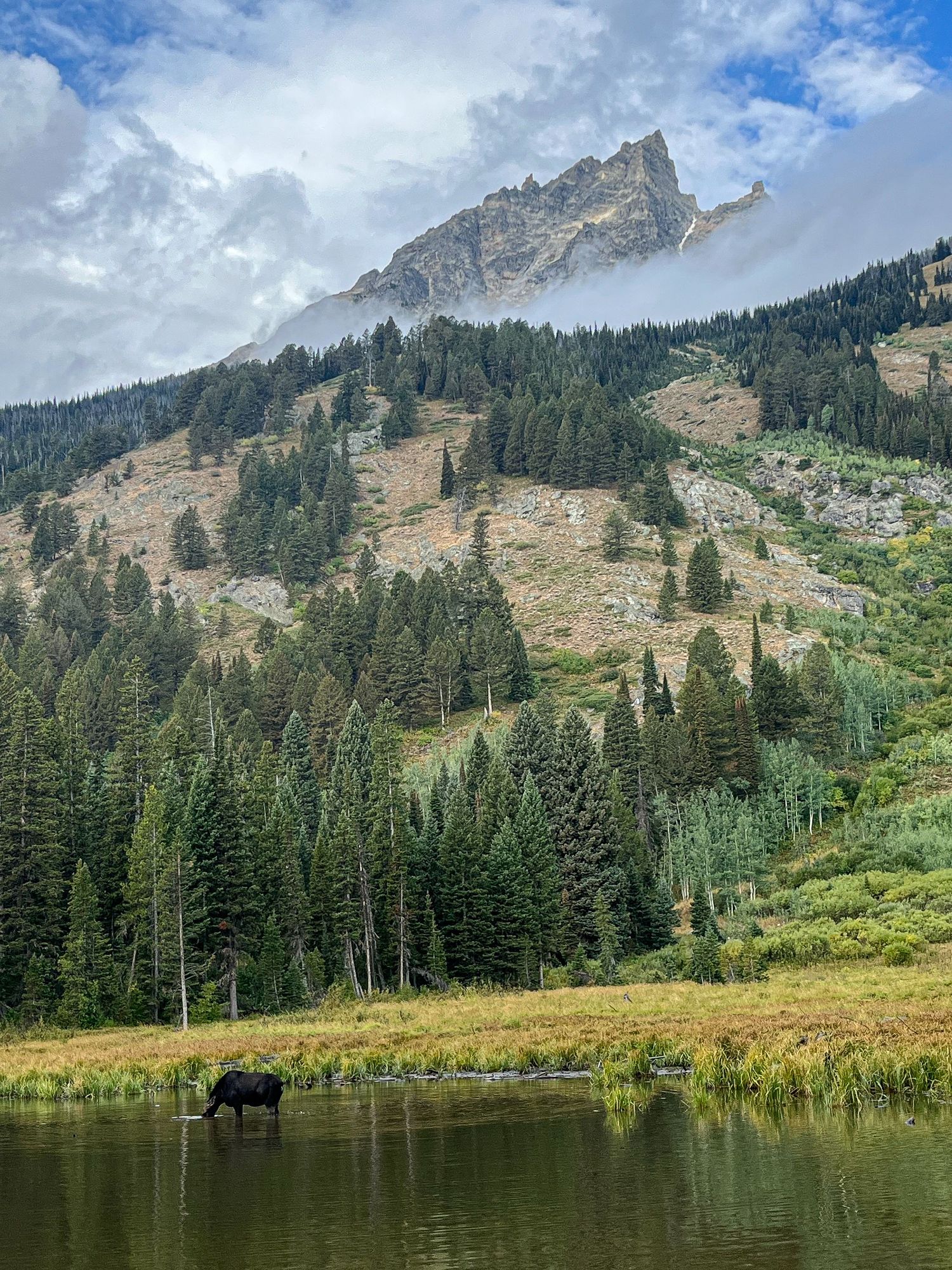 Moose wading in mountain lake with dramatic rocky peaks and evergreen forest backdrop.
