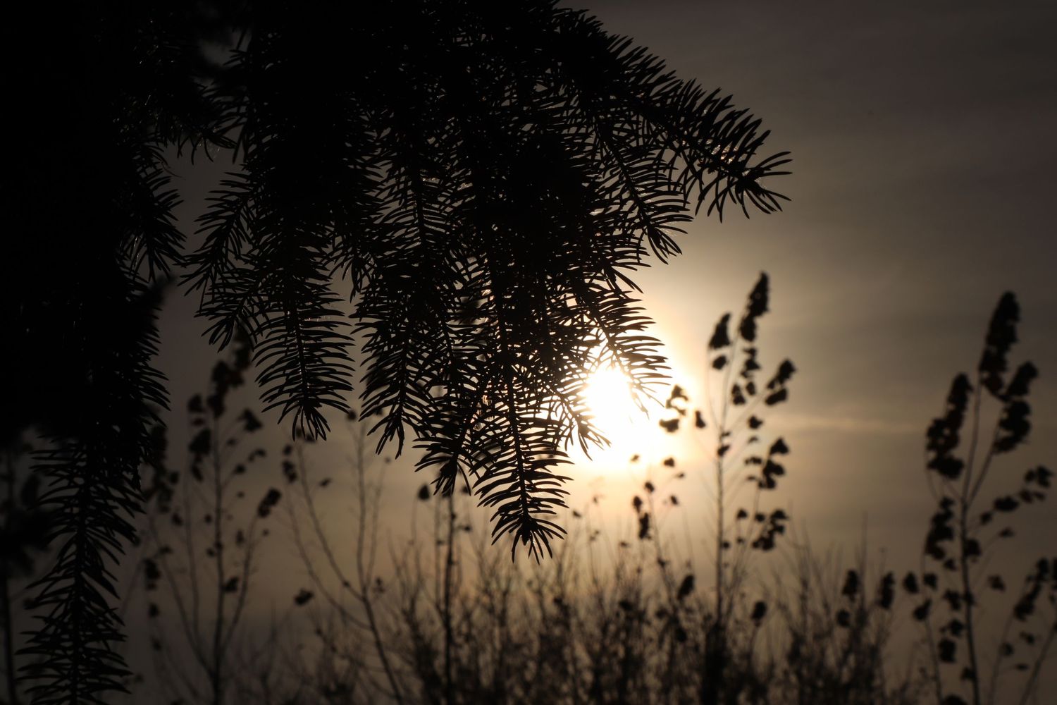Silhouettes of pine tree branches frame a hazy full moon in a dark evening sky.