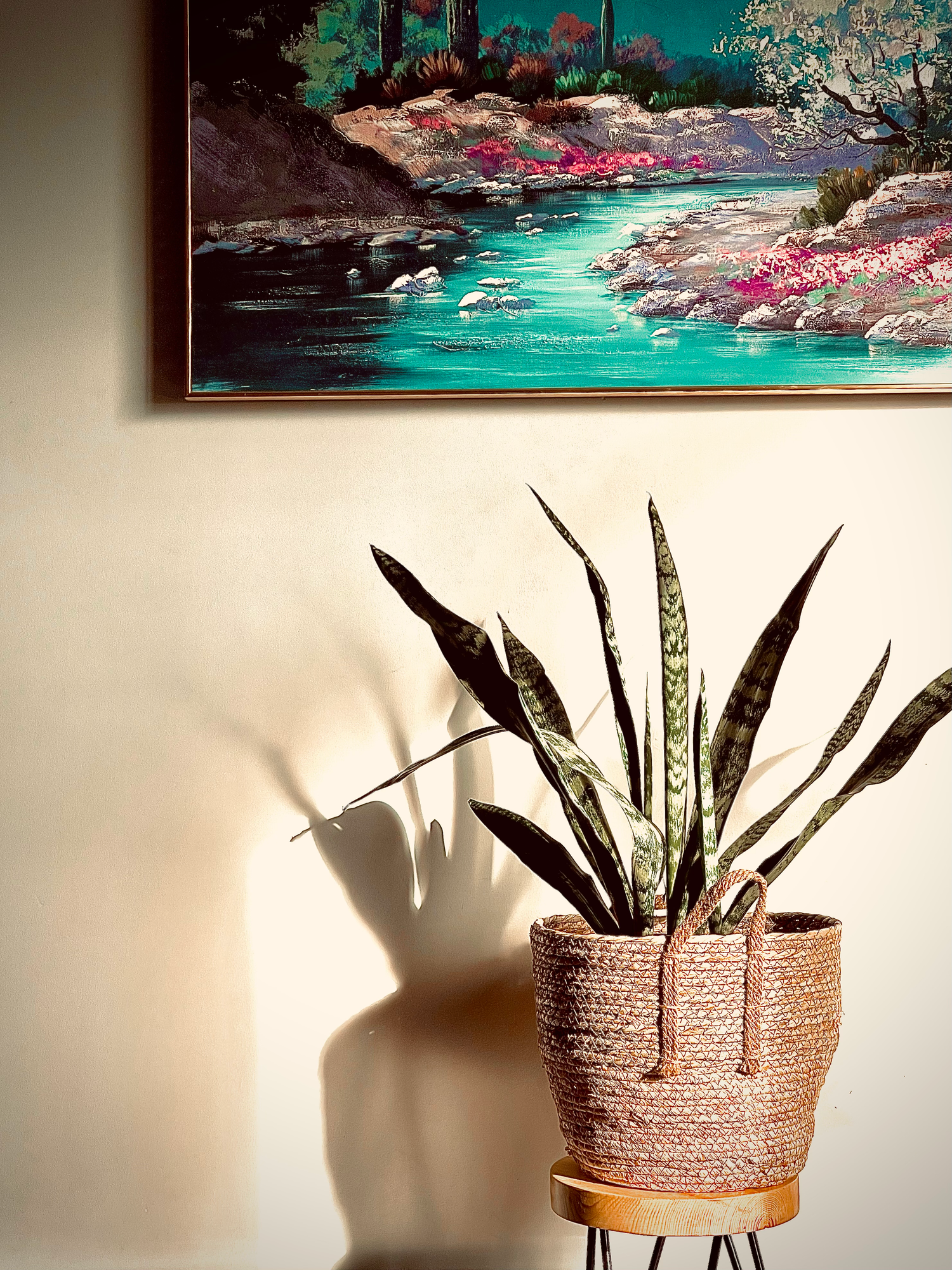 Snake plant in a woven rope planter casting dramatic shadows against a light beige wall in minimalist style.