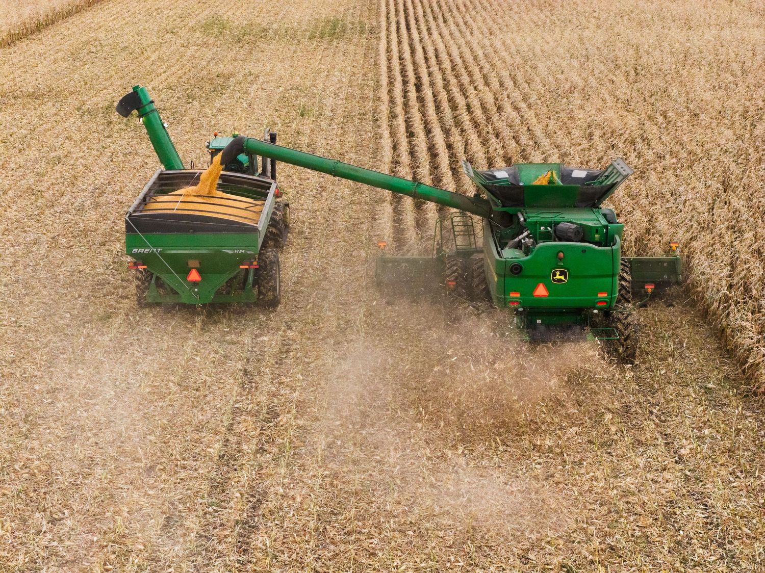 A green grain cart follows behind a combine harvester collecting freshly harvested wheat in a rural farm field.