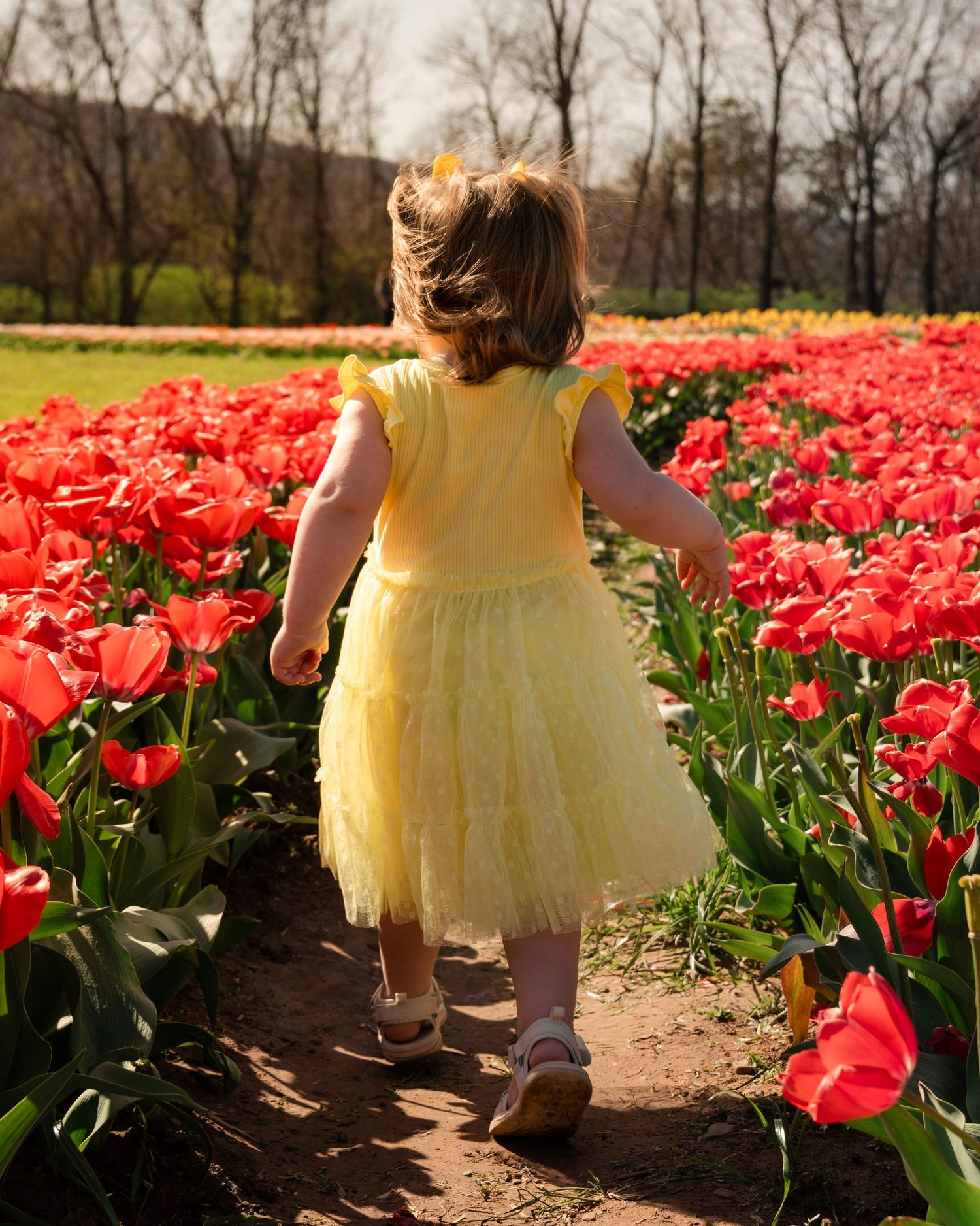 Back view of toddler walking through red tulip field during spring portrait session at Rivercrest Orchard Fayetteville Arkansas