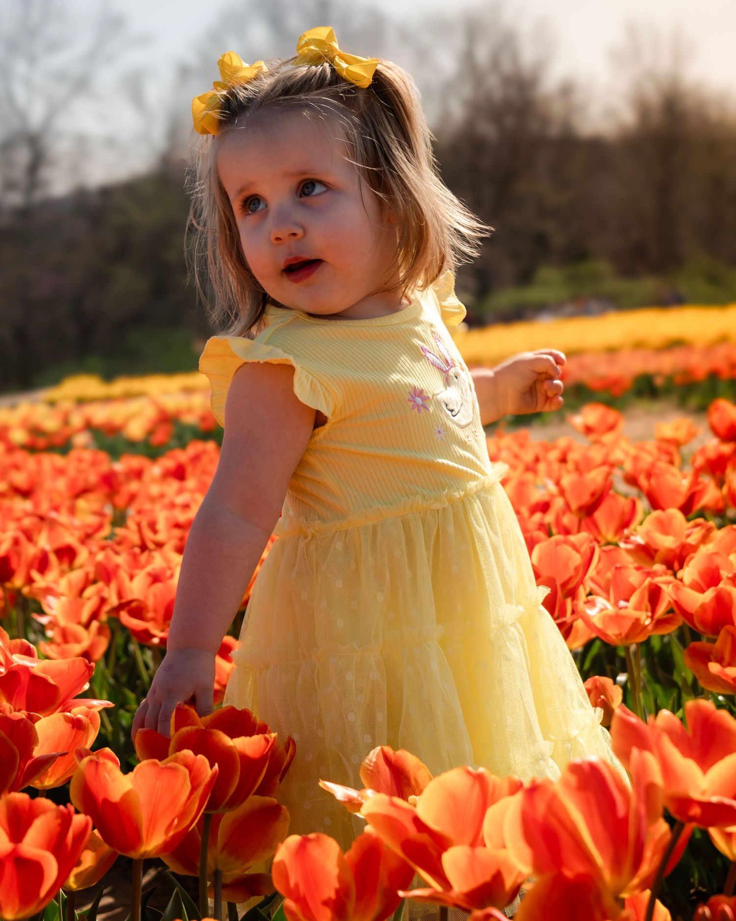 Toddler girl standing in orange tulips during golden hour spring photoshoot at Rivercrest Orchard in Fayetteville Arkansas