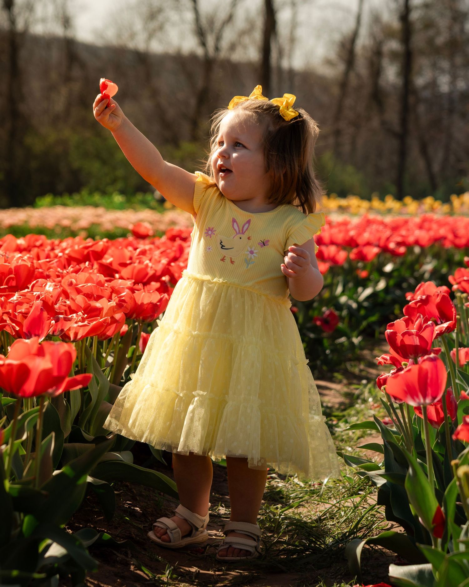 Toddler girl holding tulip during spring photoshoot at Rivercrest Orchard tulip festival in Fayetteville Arkansas