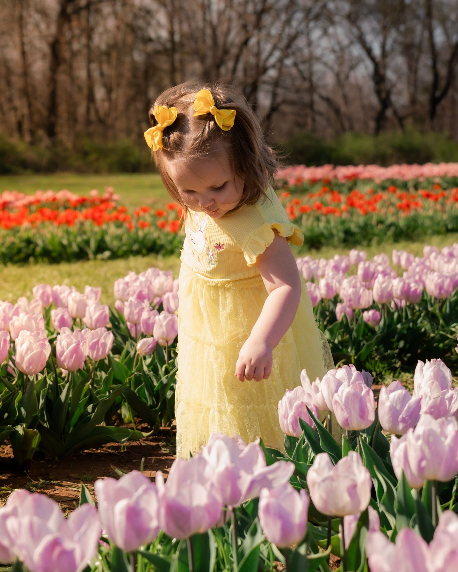 Toddler girl in yellow dress walking through pink tulips at Rivercrest Orchard Tulip Festival in Fayetteville Arkansas