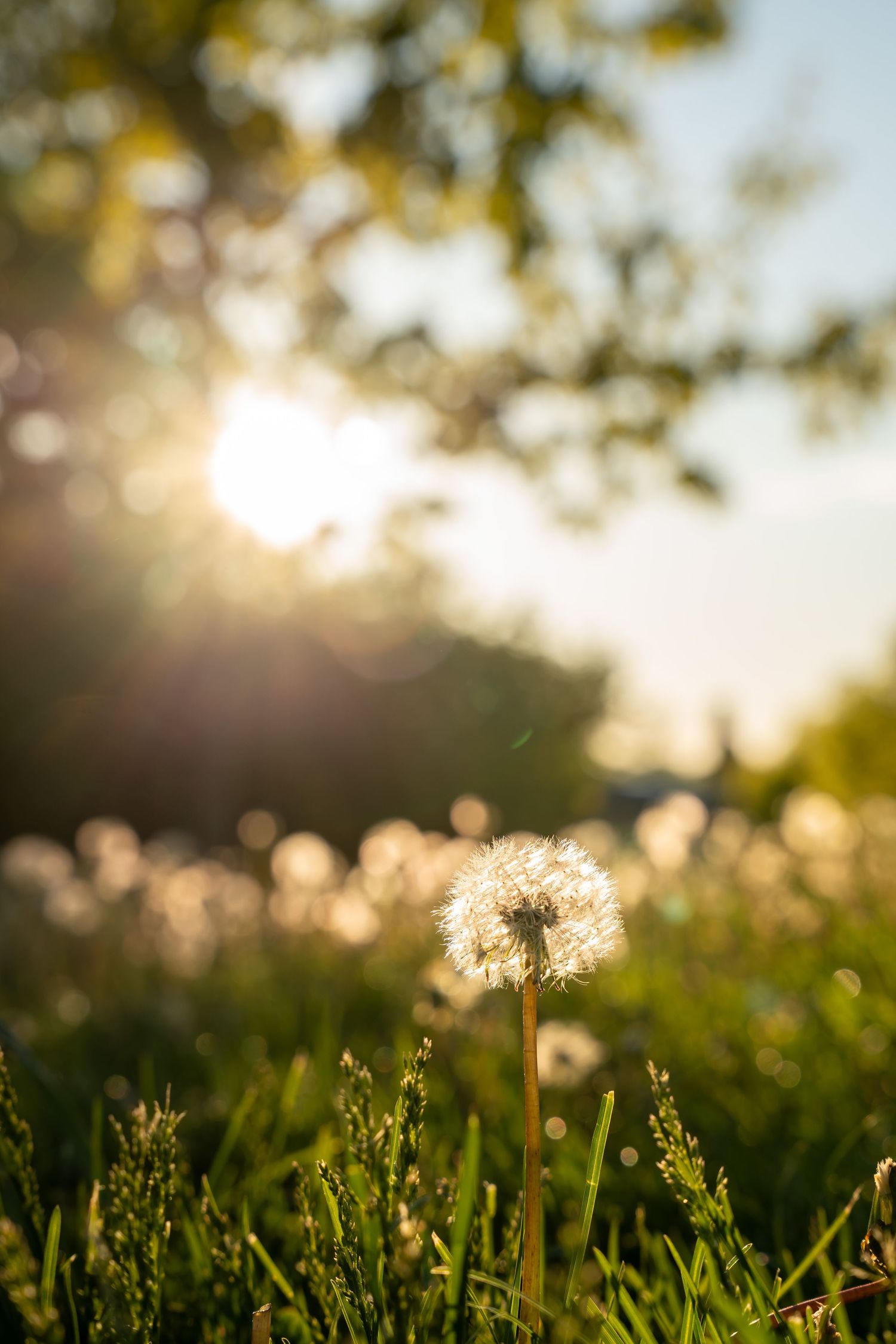 Peaceful landscapes and nature scenes showcasing seasonal colors, serene settings, and beautiful city skylines.
