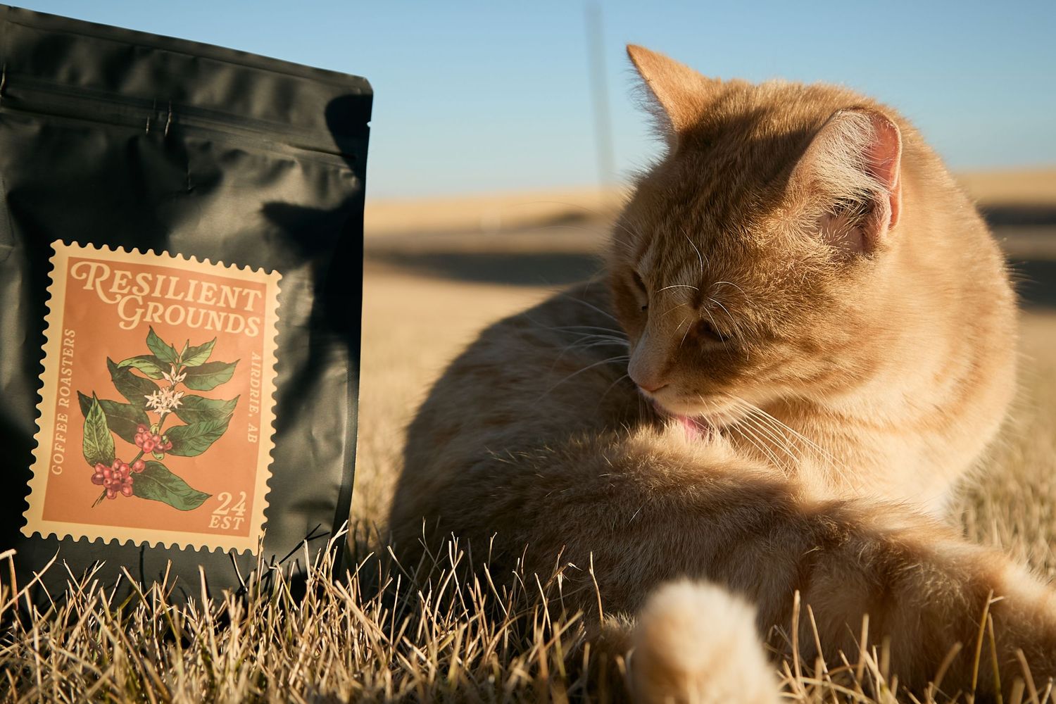An orange cat rests beside a black coffee bag with a botanical design stamp in a sunny outdoor setting.