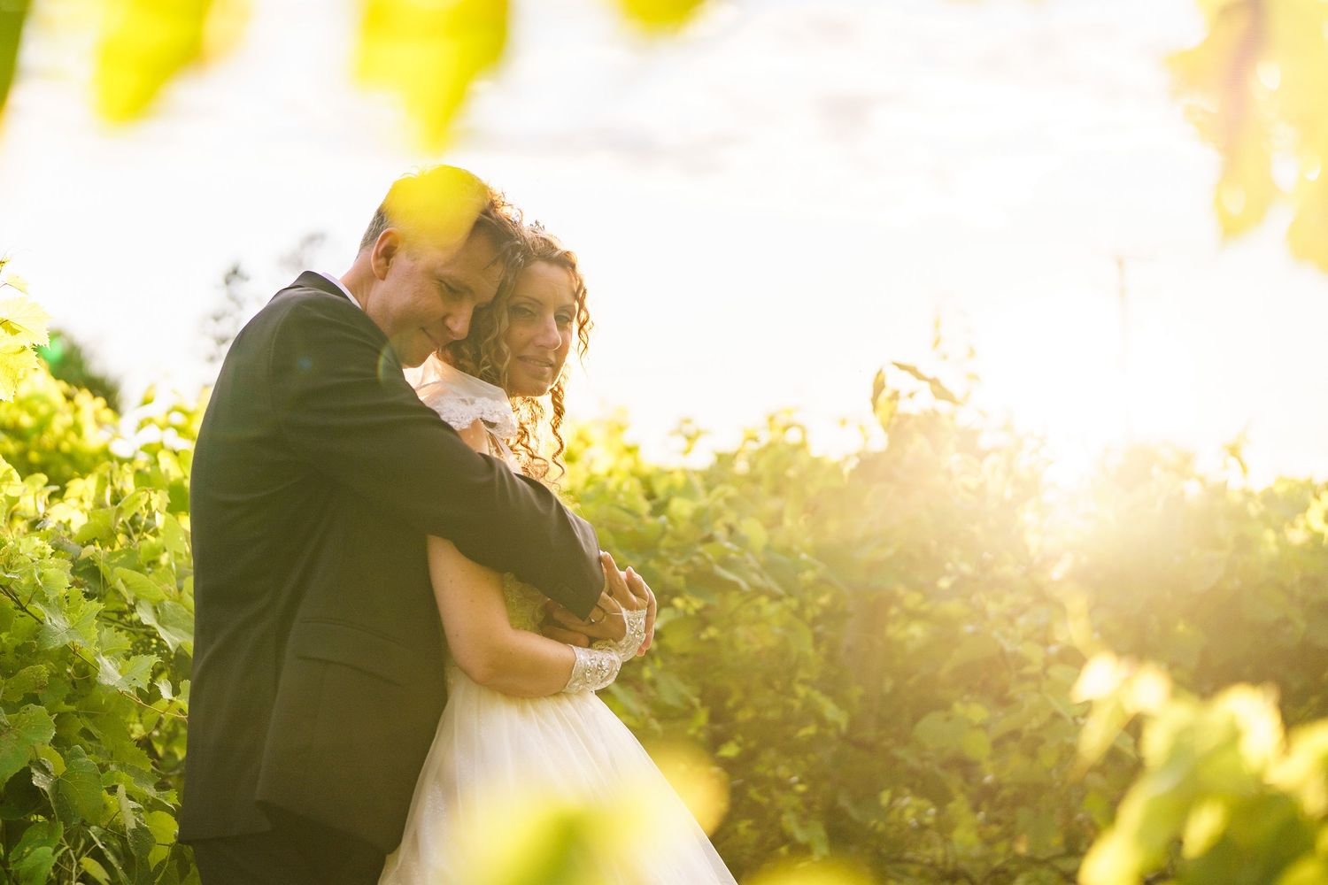 Bride and groom with the sun setting behind them in a grape orchard in Laval, Quebec