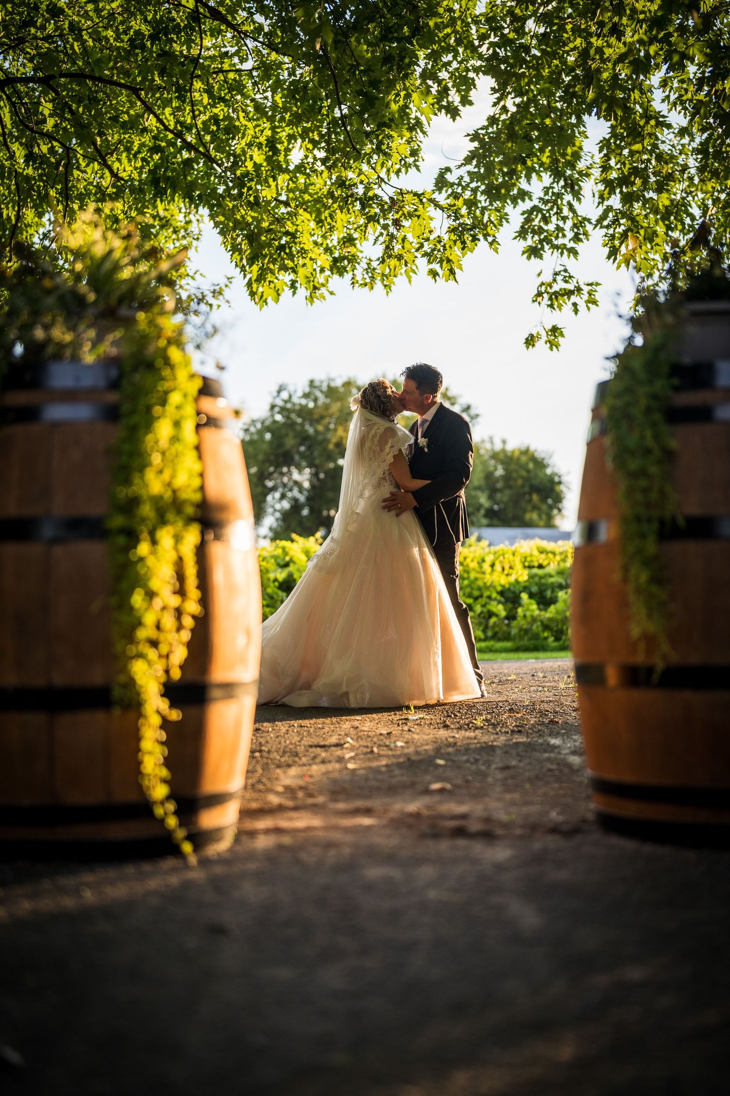 Bride and groom in a grape orchard in Laval, Quebec at sunset