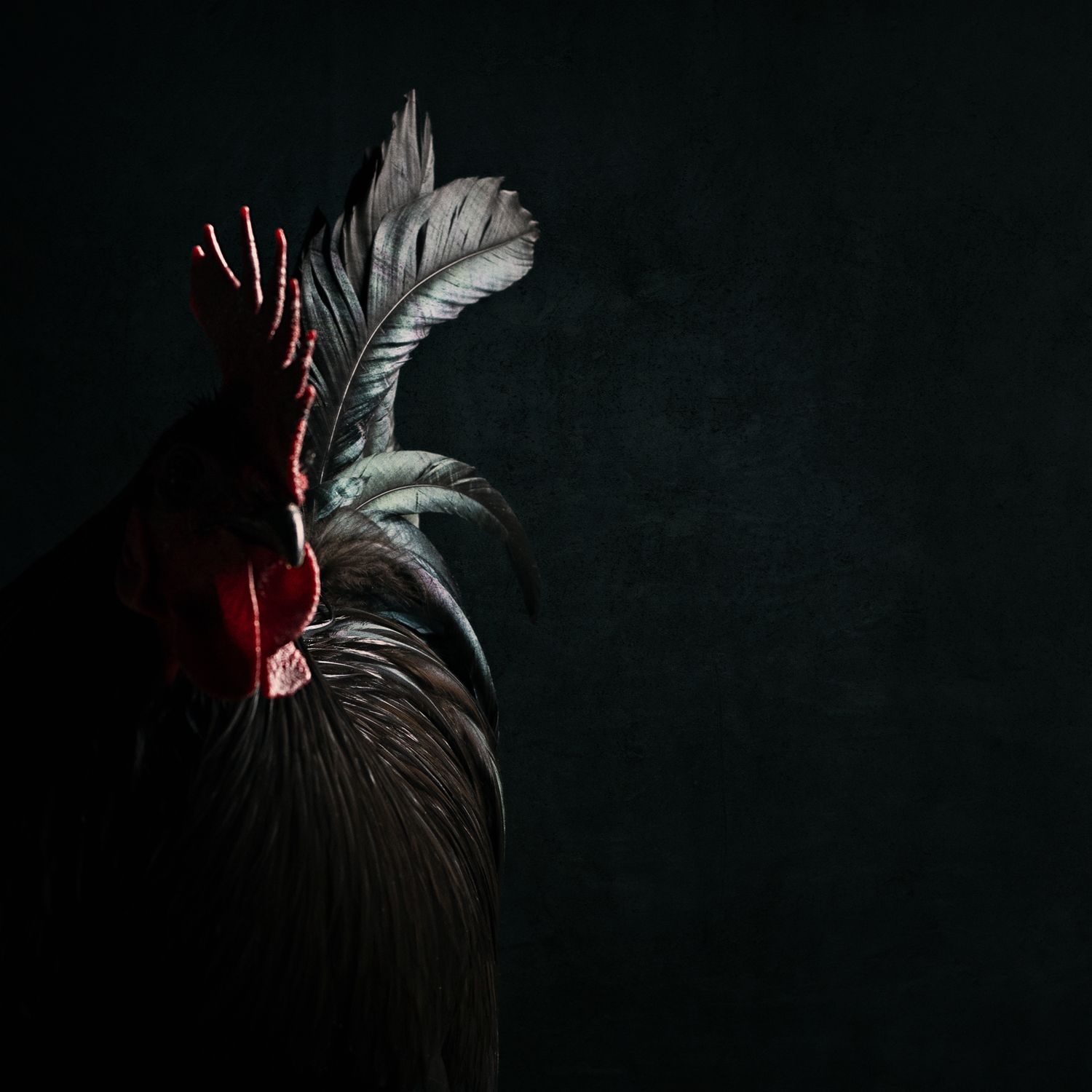 Fred, the tap dancing rooster.