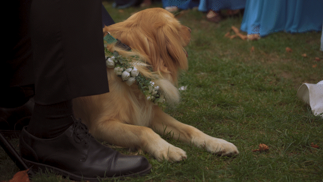 A golden retriever wearing a floral wreath collar lies on grass beside a person in formal shoes at an outdoor wedding.