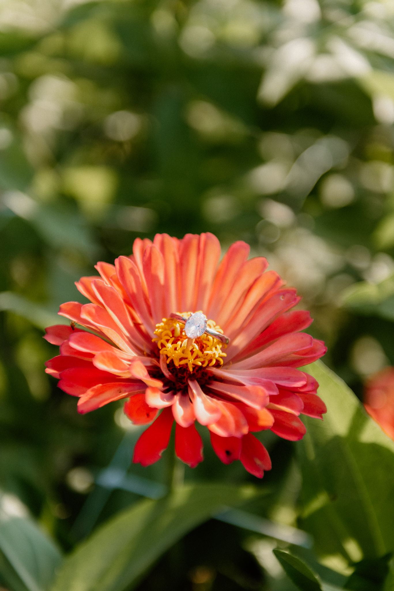 Close-up of vibrant coral zinnia flower with detailed center against blurred green background.