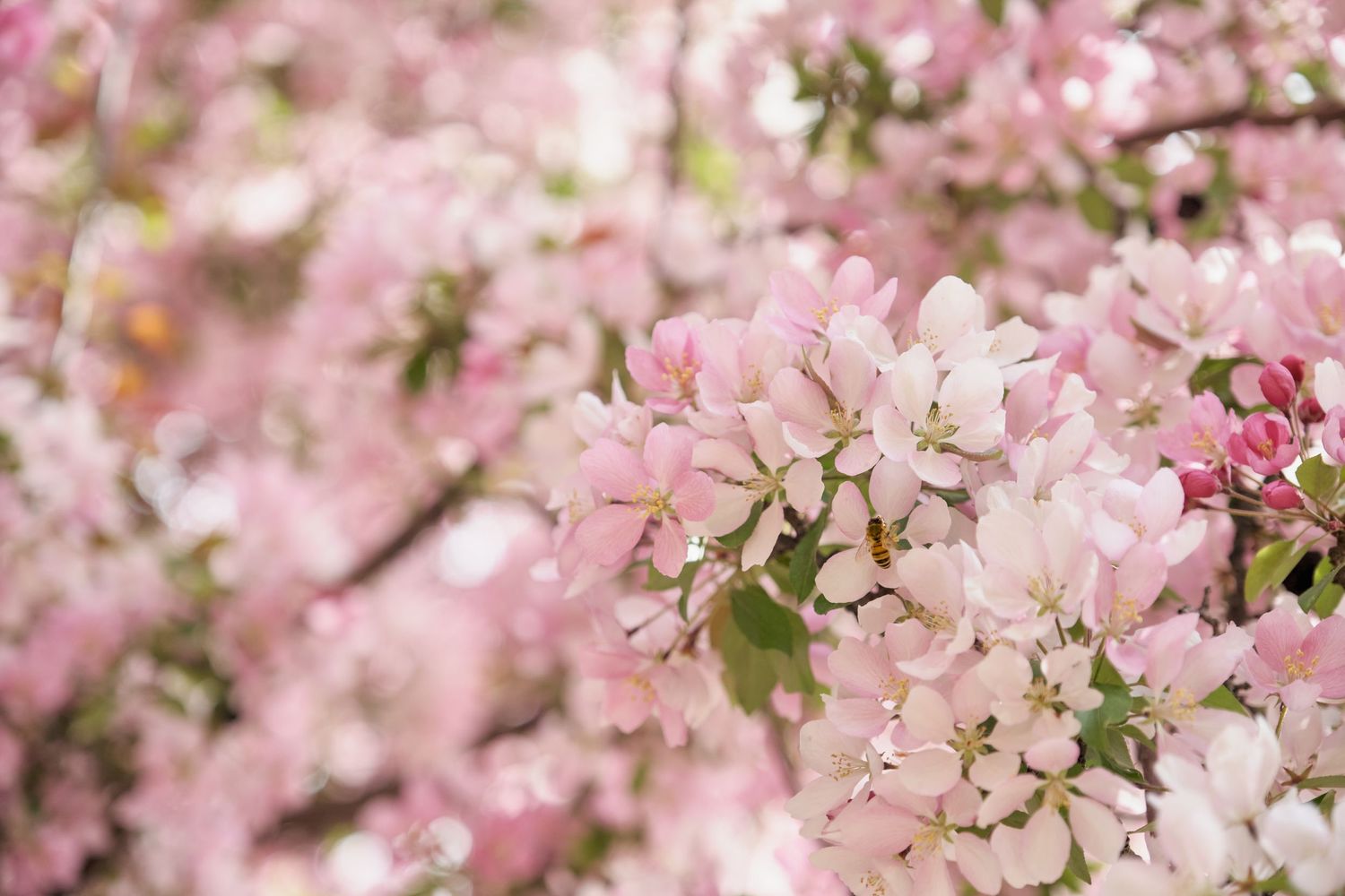 Pink and white cherry blossom flowers blooming on branches in spring, with soft bokeh background.