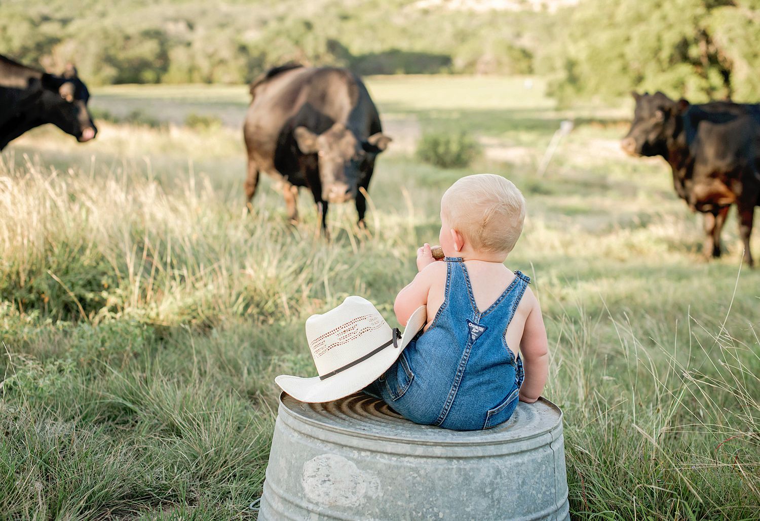 A group of cattle graze together in a sunny pasture while a baby sits on a galvanized water tub.