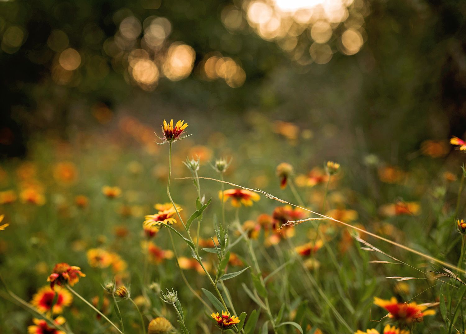 Orange wildflowers bloom in a meadow with soft bokeh lighting effect in the background at golden hour.
