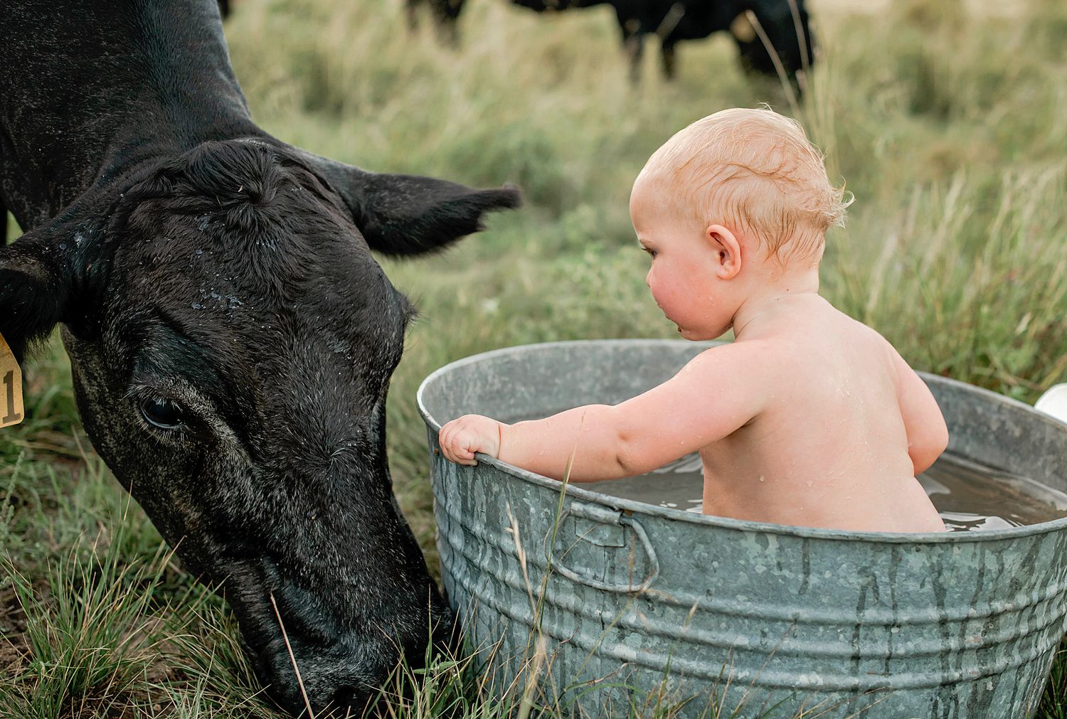 A child in a tin bath outdoors is gently interacting with a friendly black dog in a grassy field setting.