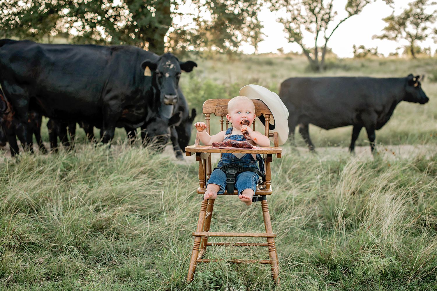 A series of black Angus cattle grazing in a green pasture with rustic wooden furniture scattered throughout the scene.
