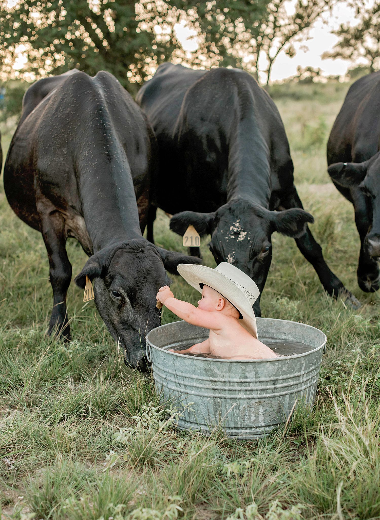 Two black cows curiously peer at a small child sitting in a galvanized metal tub in a grassy field at sunset.