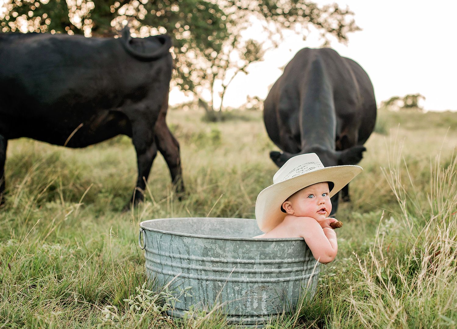 Baby in cowboy hat sits in galvanized tub in field with black cattle grazing behind, rustic farm photo.