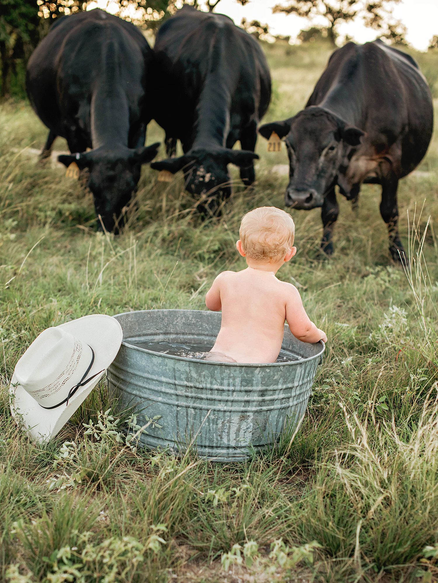 A small child sits in a metal washtub while three black cows graze curiously nearby at sunset.