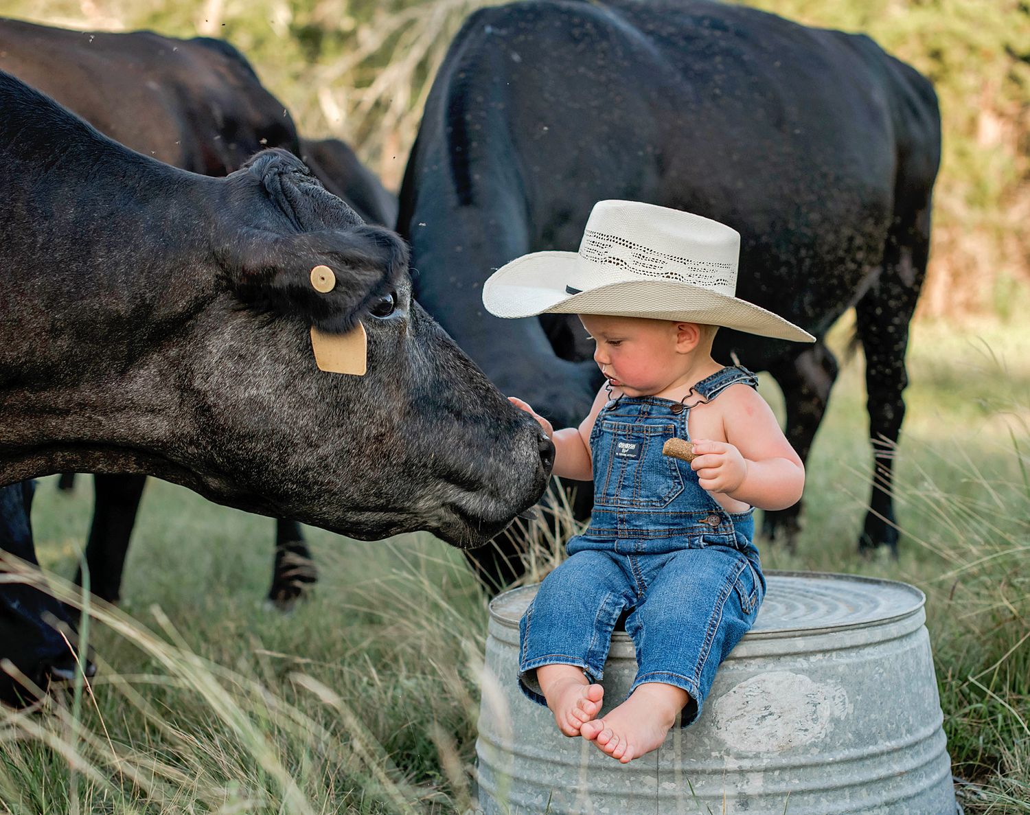 A baby in overalls and cowboy hat sits on a bucket while a black cow sniffs their hand in a pasture.