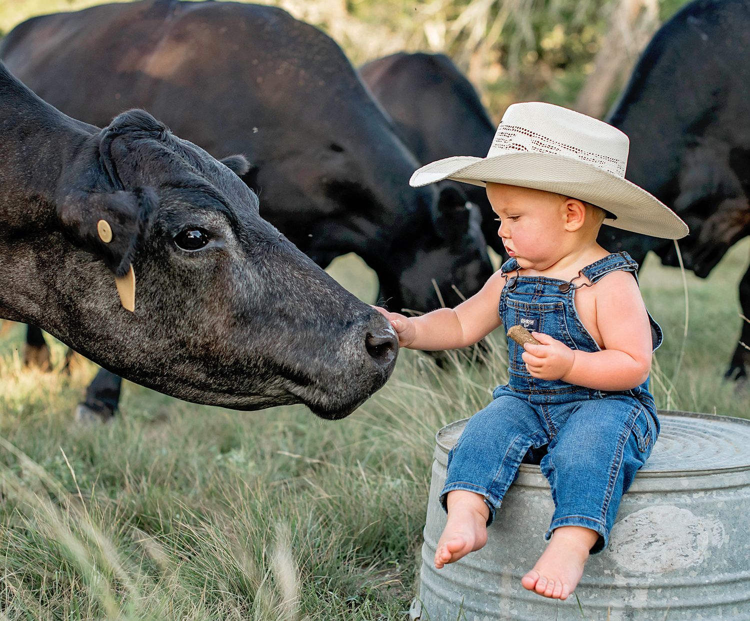 A toddler in denim overalls and cowboy hat feeds a black cow while sitting on a metal bucket in a field.